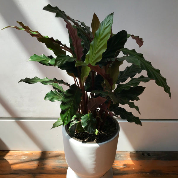 feather indoor plant Furry Feather Calathea