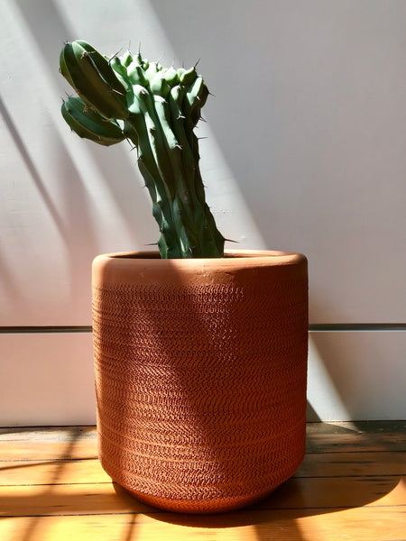 Myrtillocactus Geometrizans Monstrose - Blue Candle Cactus – Local