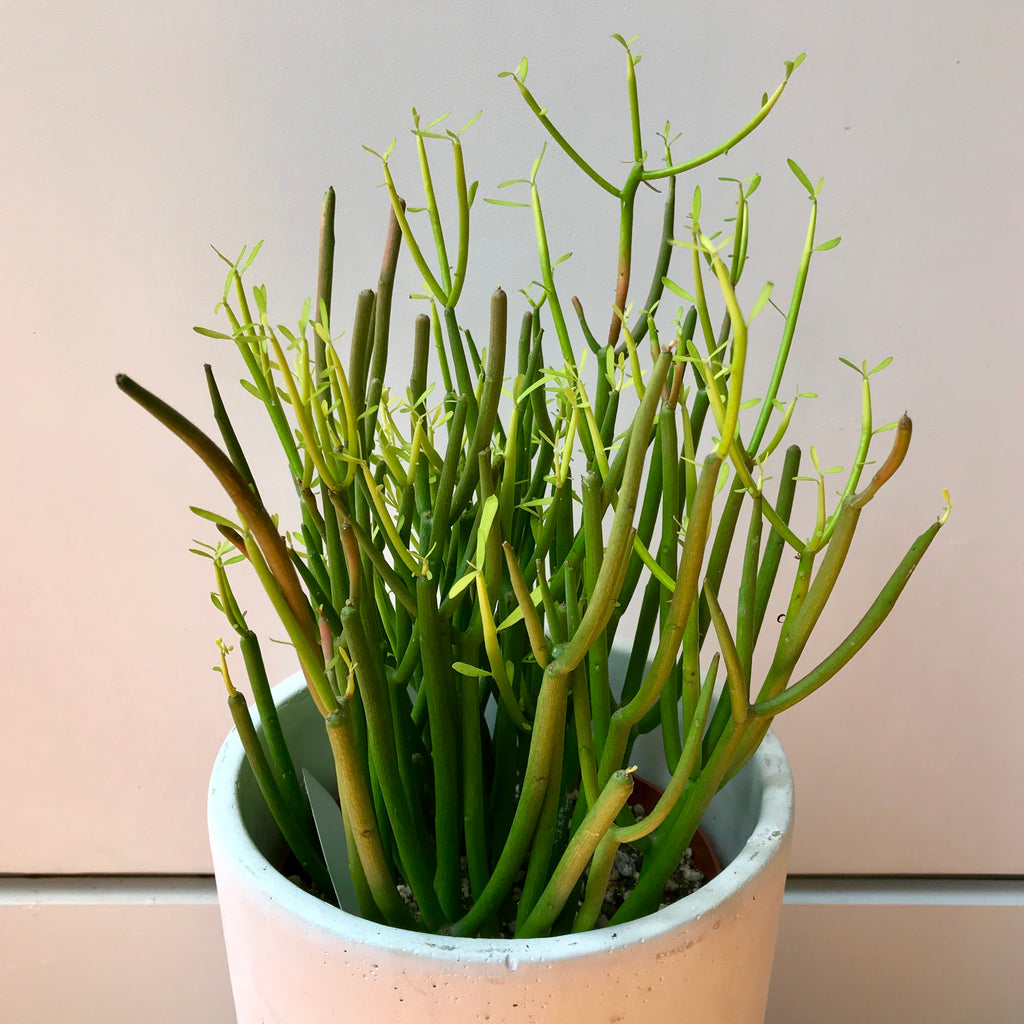 Firestick - Euphorbia Tirucalli