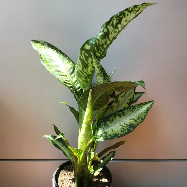 dieffenbachia panther plant care Dieffenbachia Panther