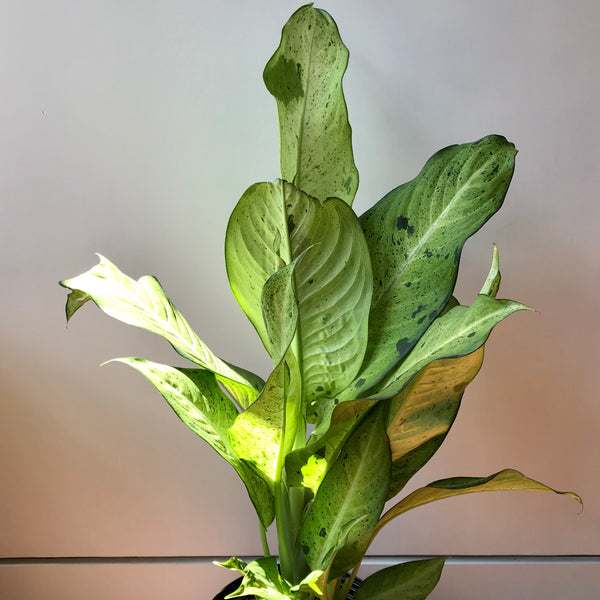dieffenbachia camouflage pp 12275 Dieffenbachia Camouflage – Local Branch