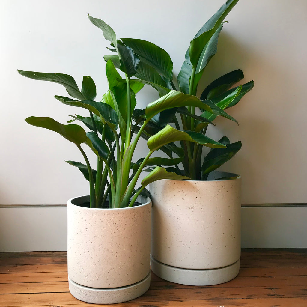 Cement Cylinder Planter with Tray