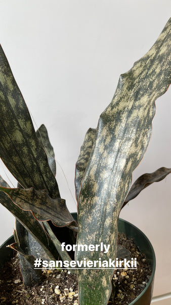 Dracaena pethera