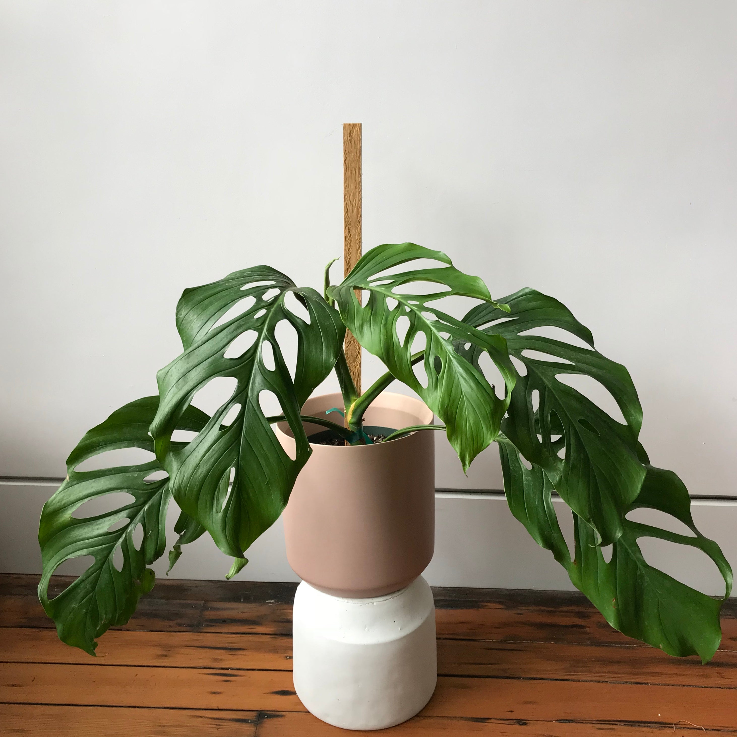monstera adansonii cultivars Monstera Acacoyaguensis