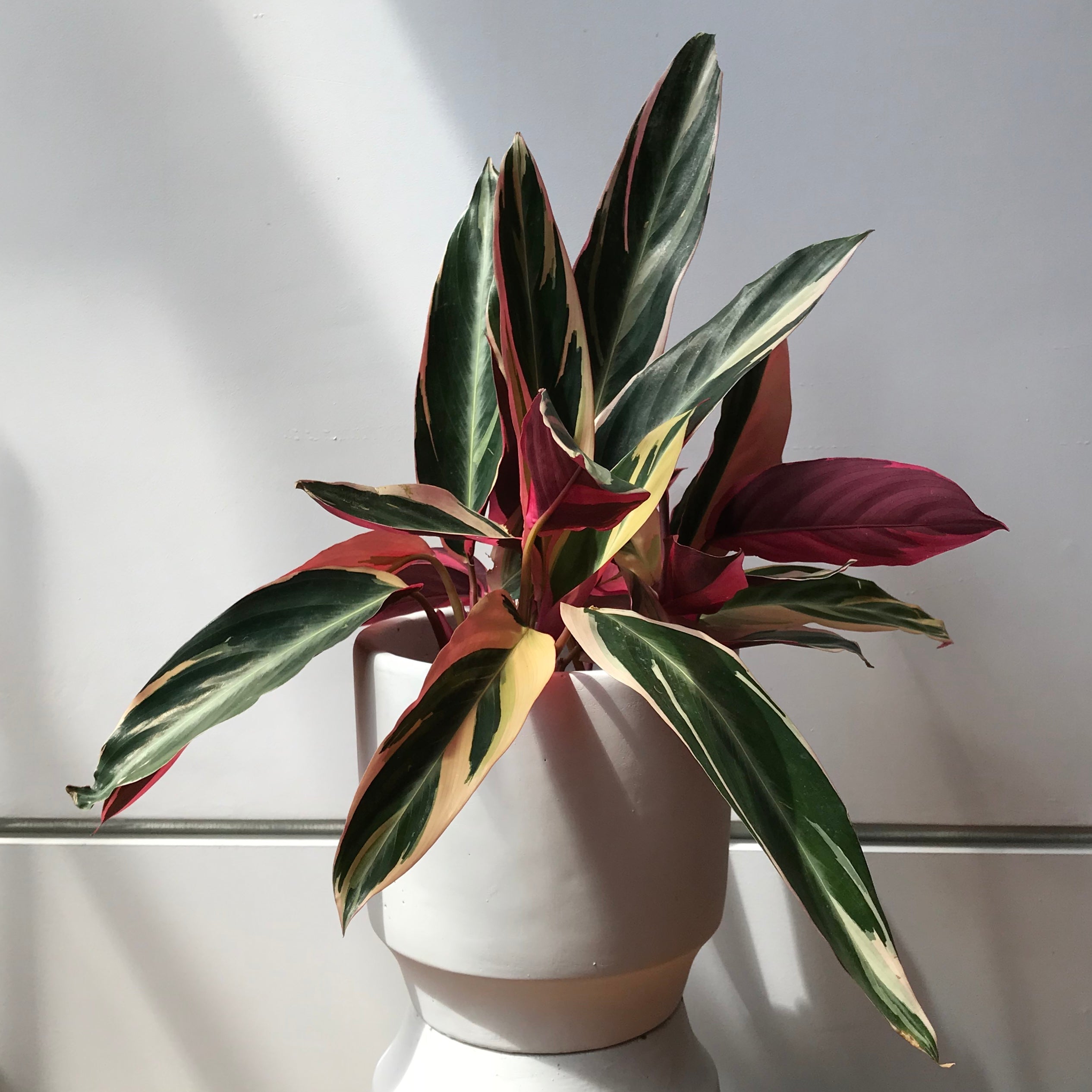 triostar prayer plant Stromanthe Triostar