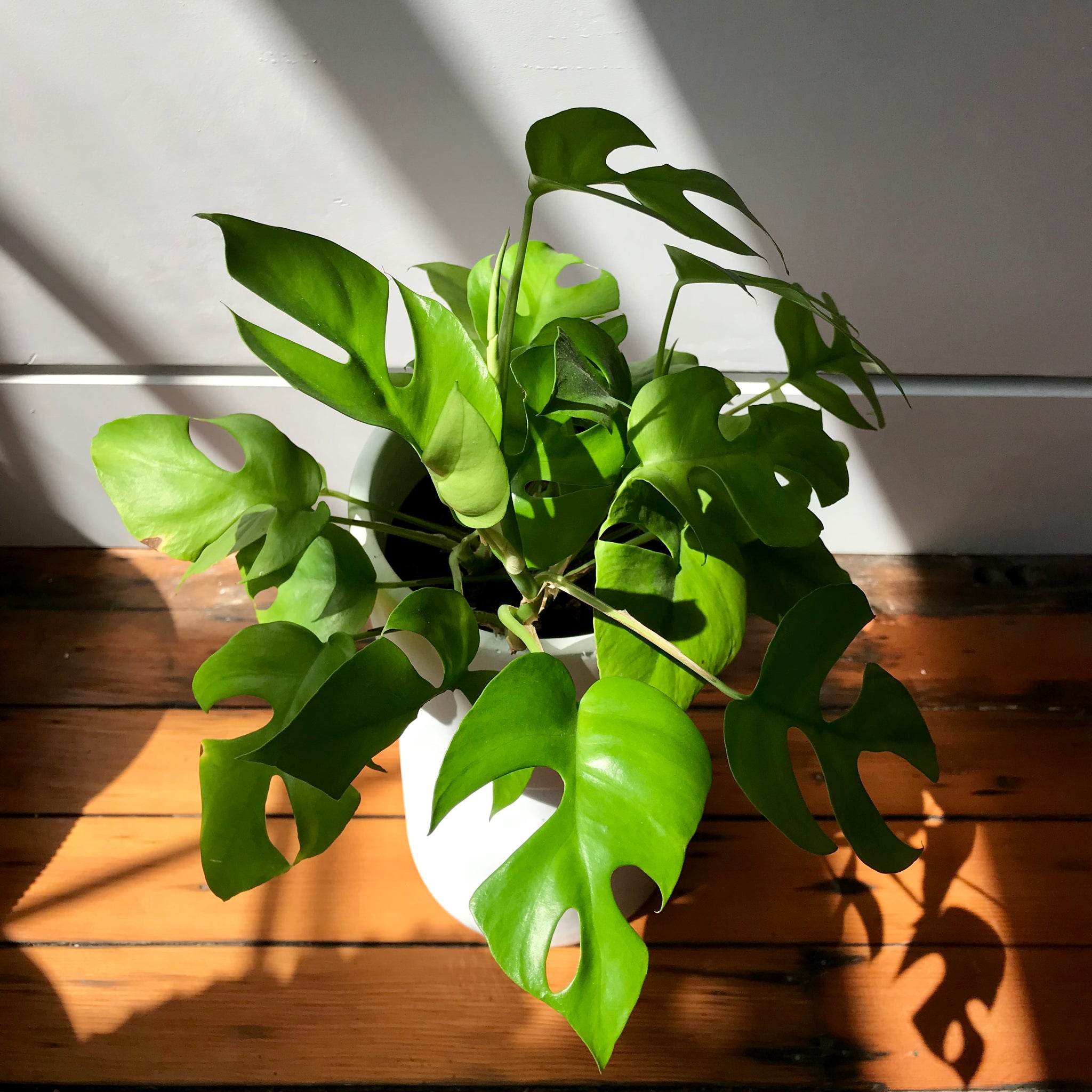 Alocasia frydek – Local Branch