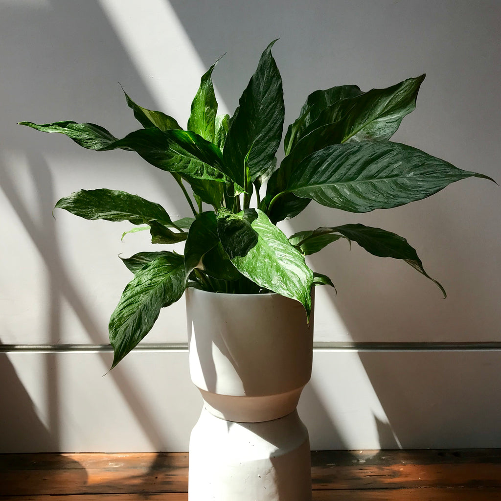 Variegated Peace Lily - Spathiphyllum Domino