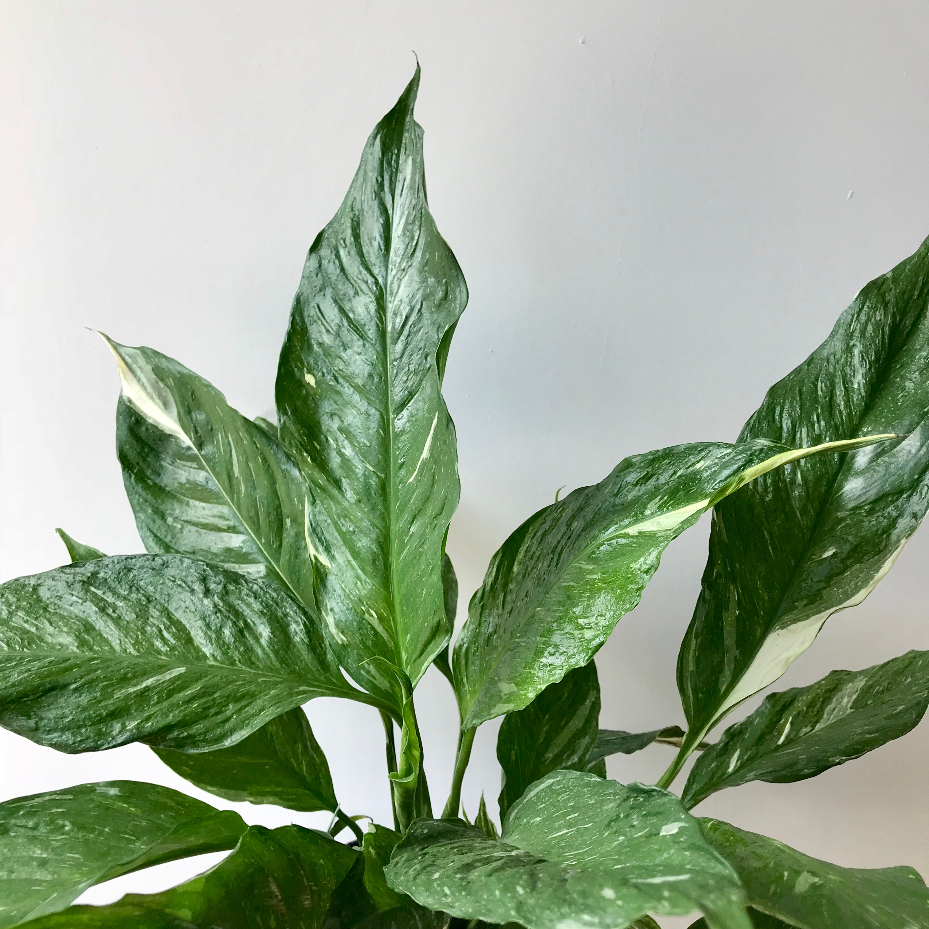 peace lily domino vs diamond Variegated Peace Lily