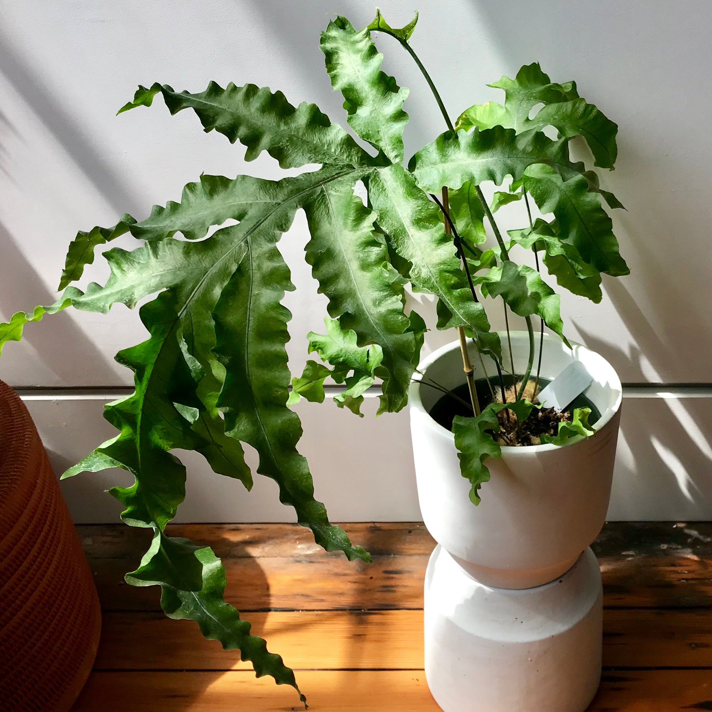 Bear Paw Fern - Polypodium Aureum Bear Paw Fern - Polypodium Aureum