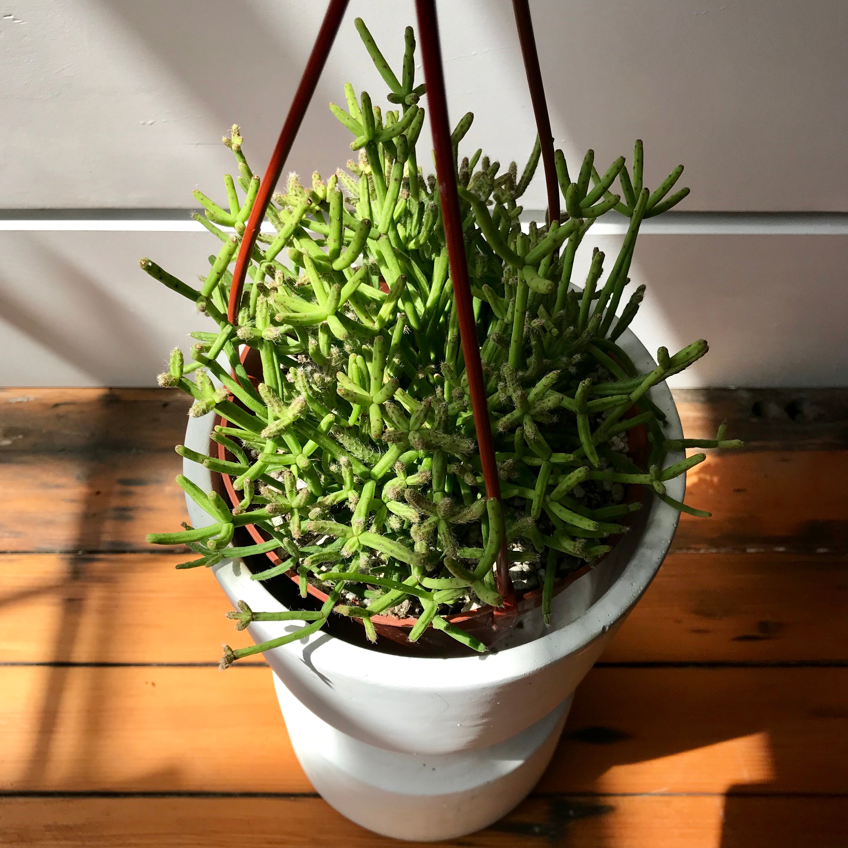 hatiora succulent Drunkard's Dream