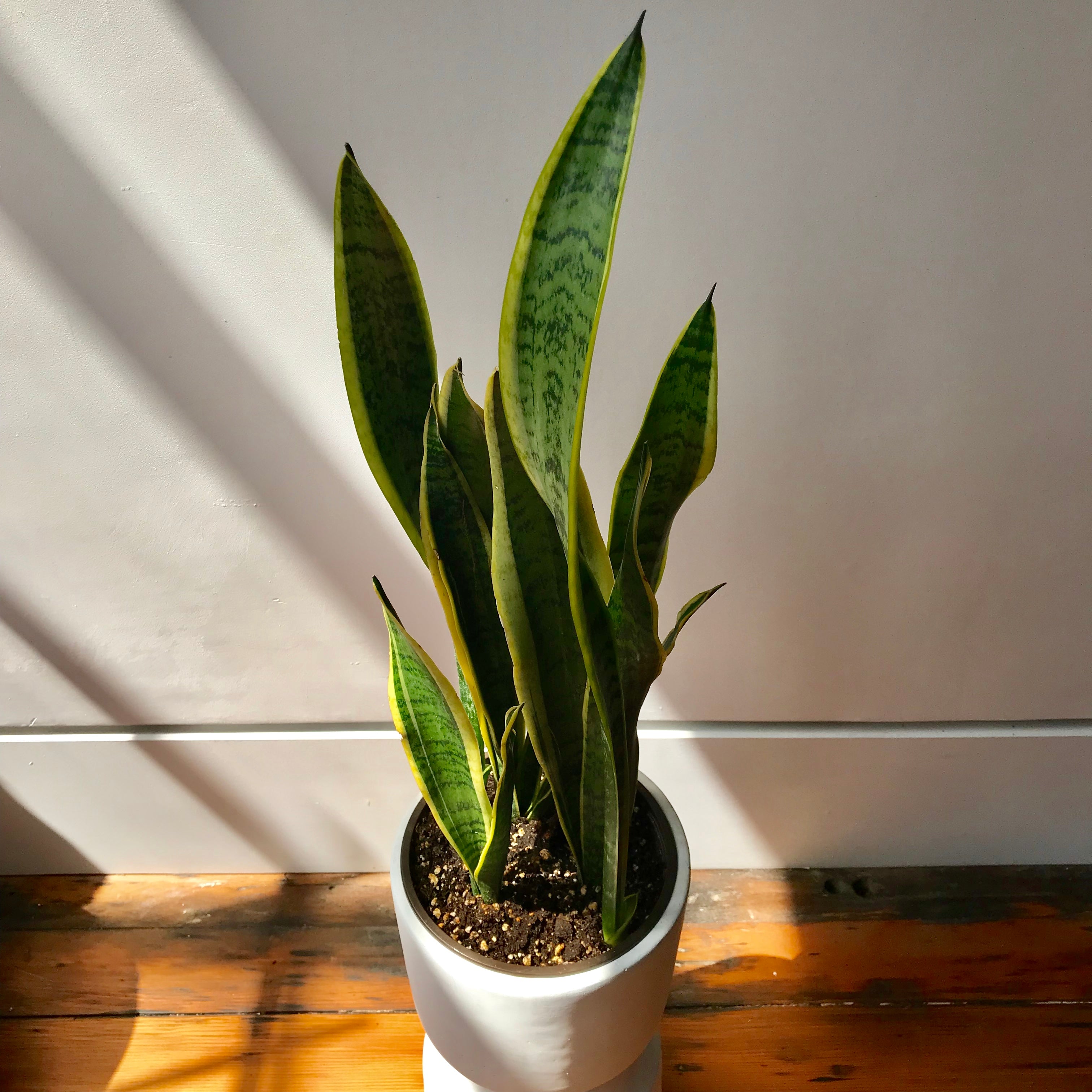 dracaena trifasciata succulent Dracaena Trifasciata Laurentii Snake Plant