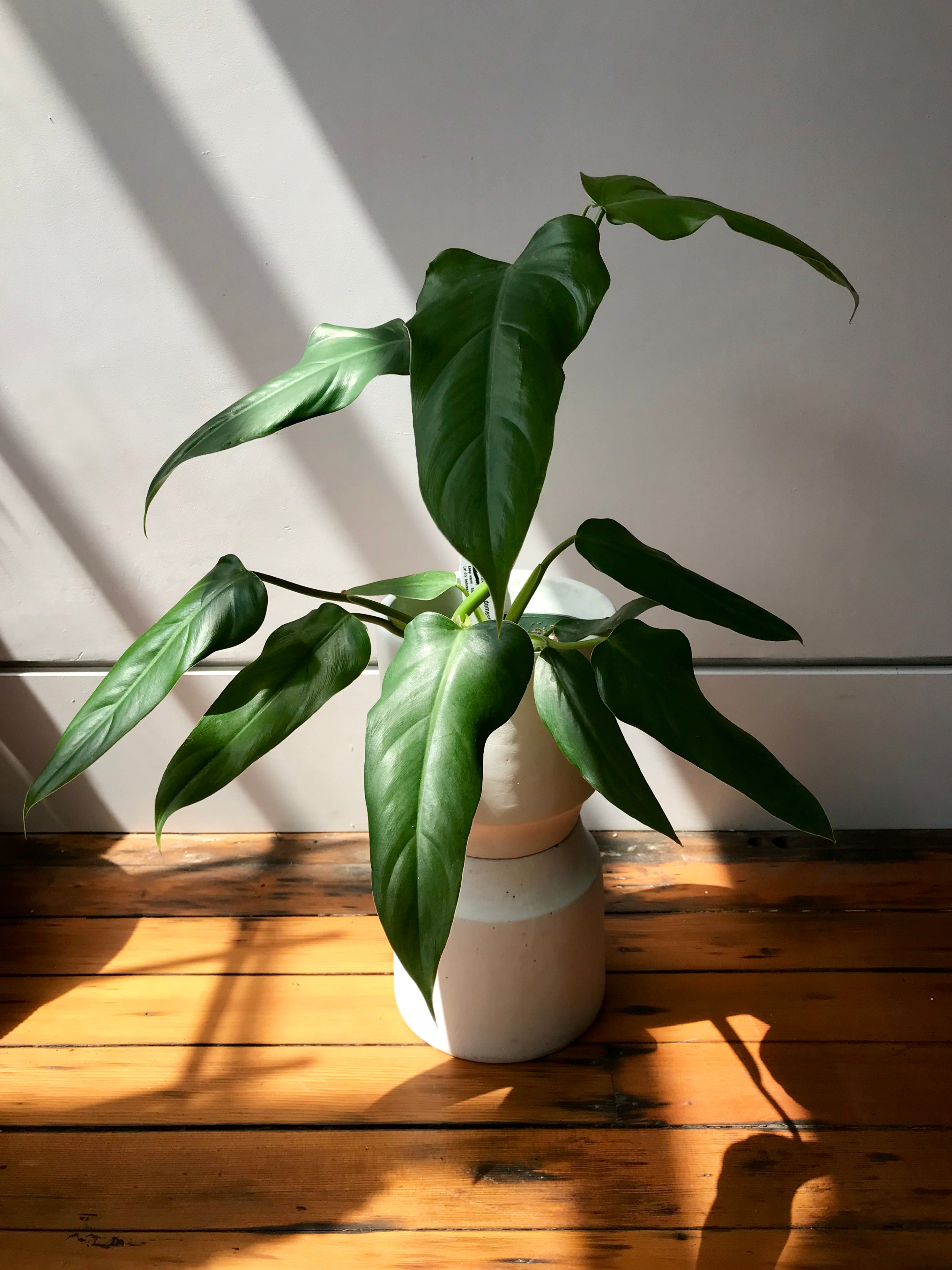 philodendron branch Philodendron Domesticum