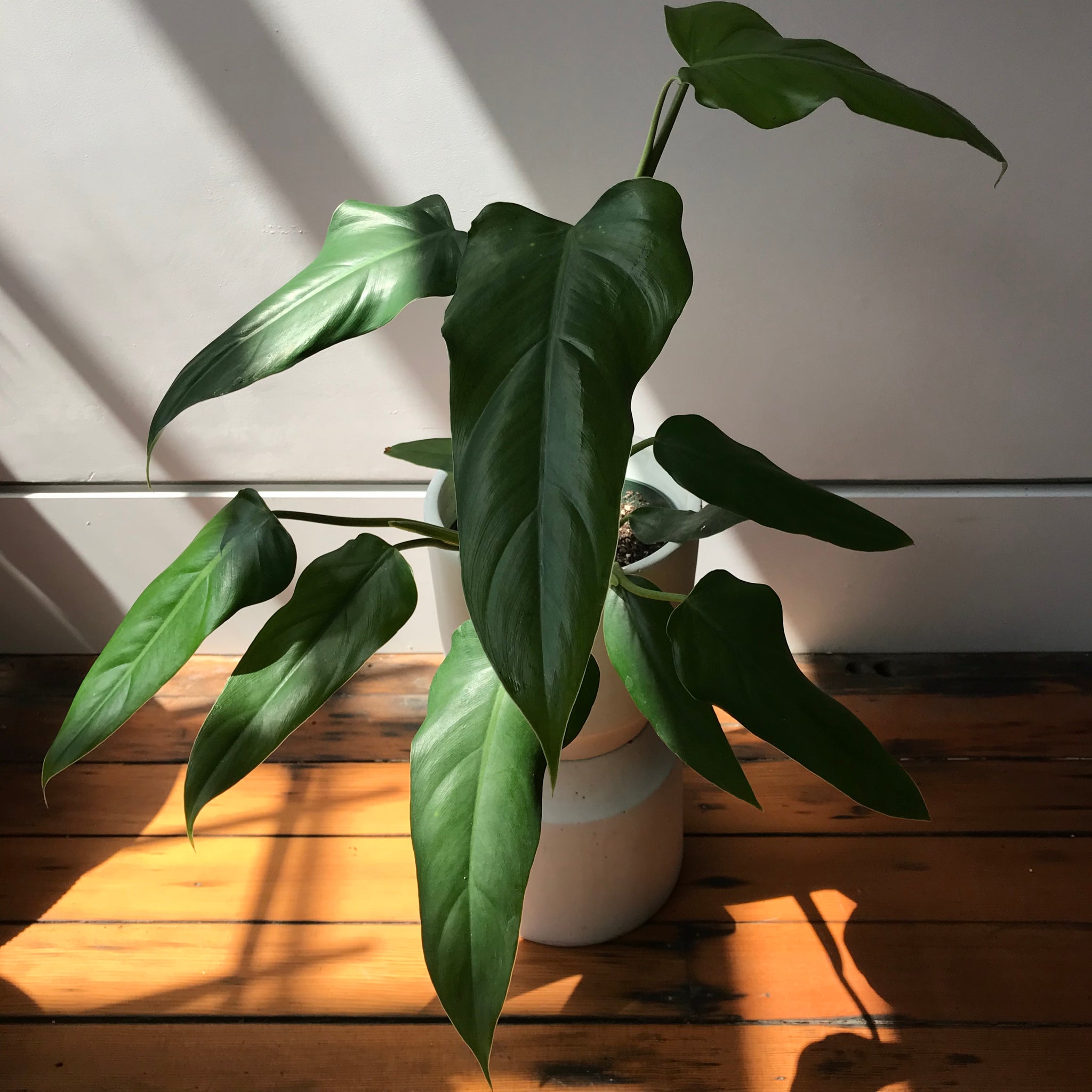 Philodendron Domesticum – Local Branch