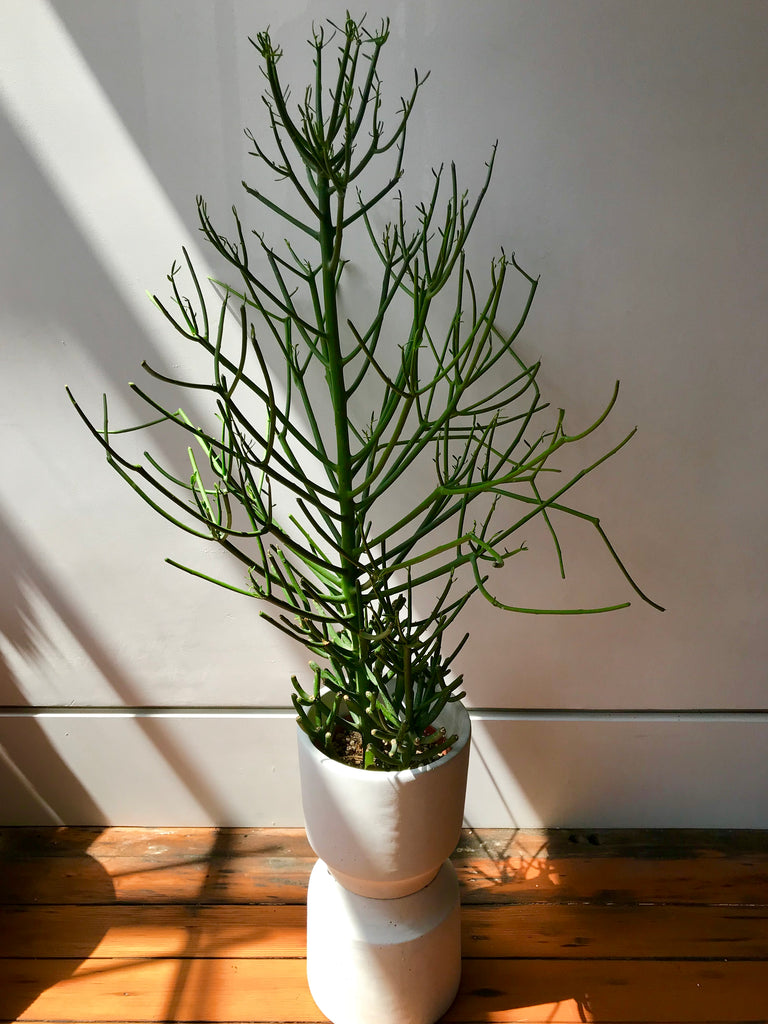 Firestick - Euphorbia Tirucalli