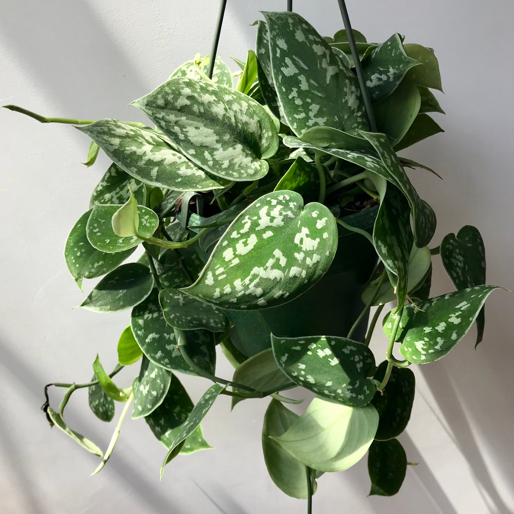 satin pothos argyraeus Satin Pothos