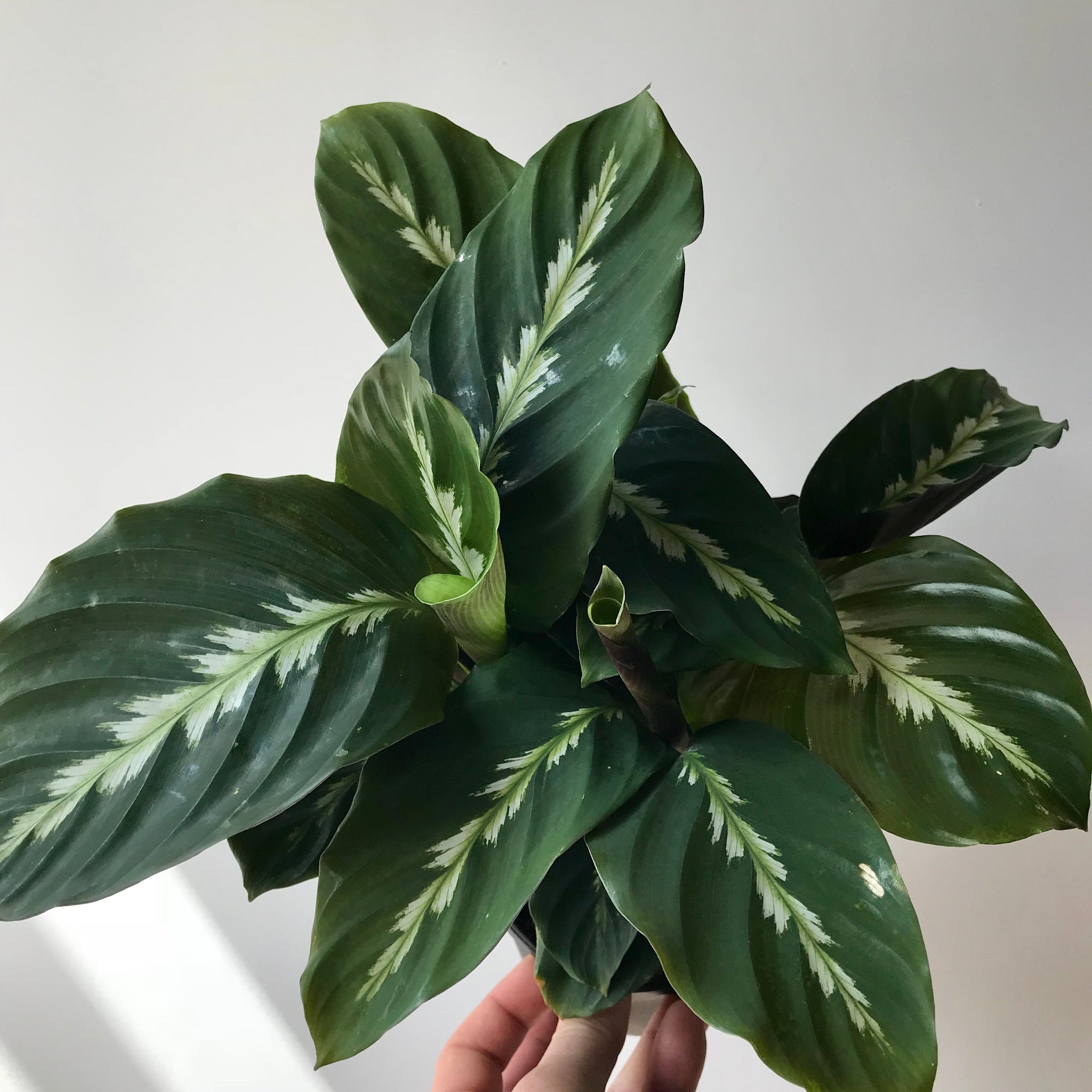 Maui Queen Calathea