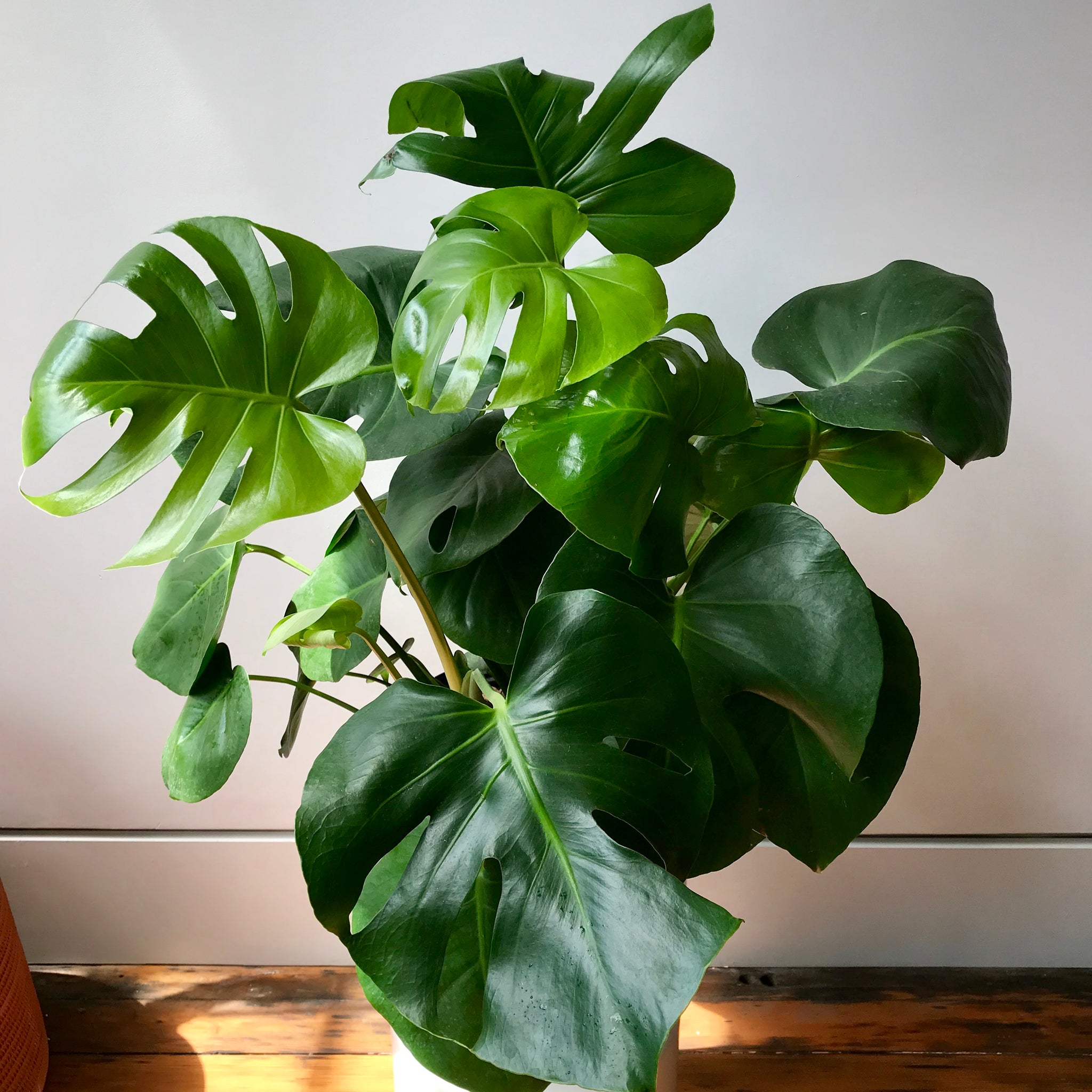 split leaf monstera plant care Monstera Deliciosa