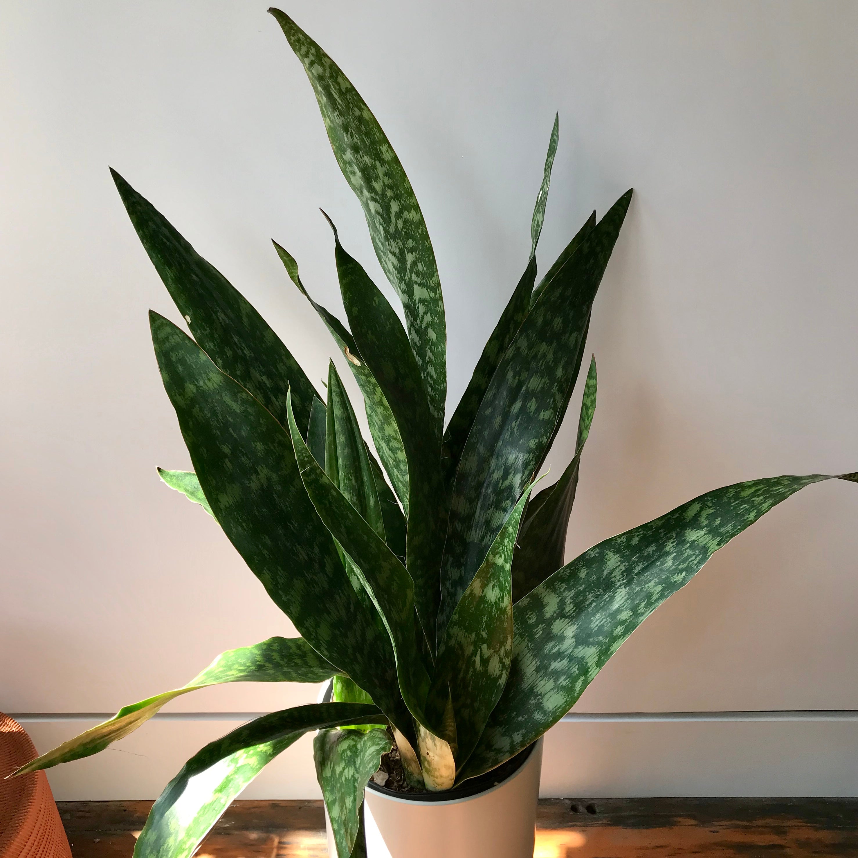 jaboa snake plant Jaboa Snake Plant