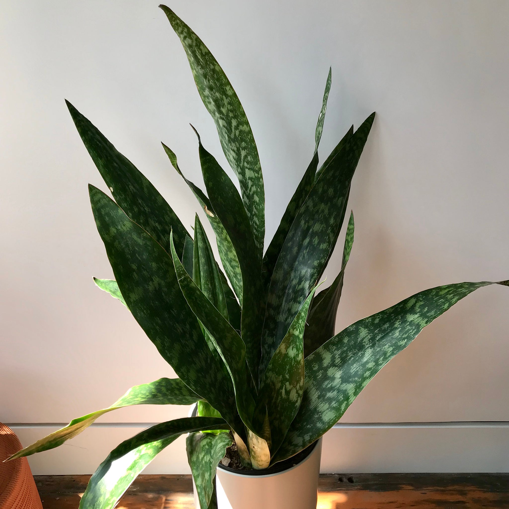 danish crown snake plant Jaboa Snake Plant