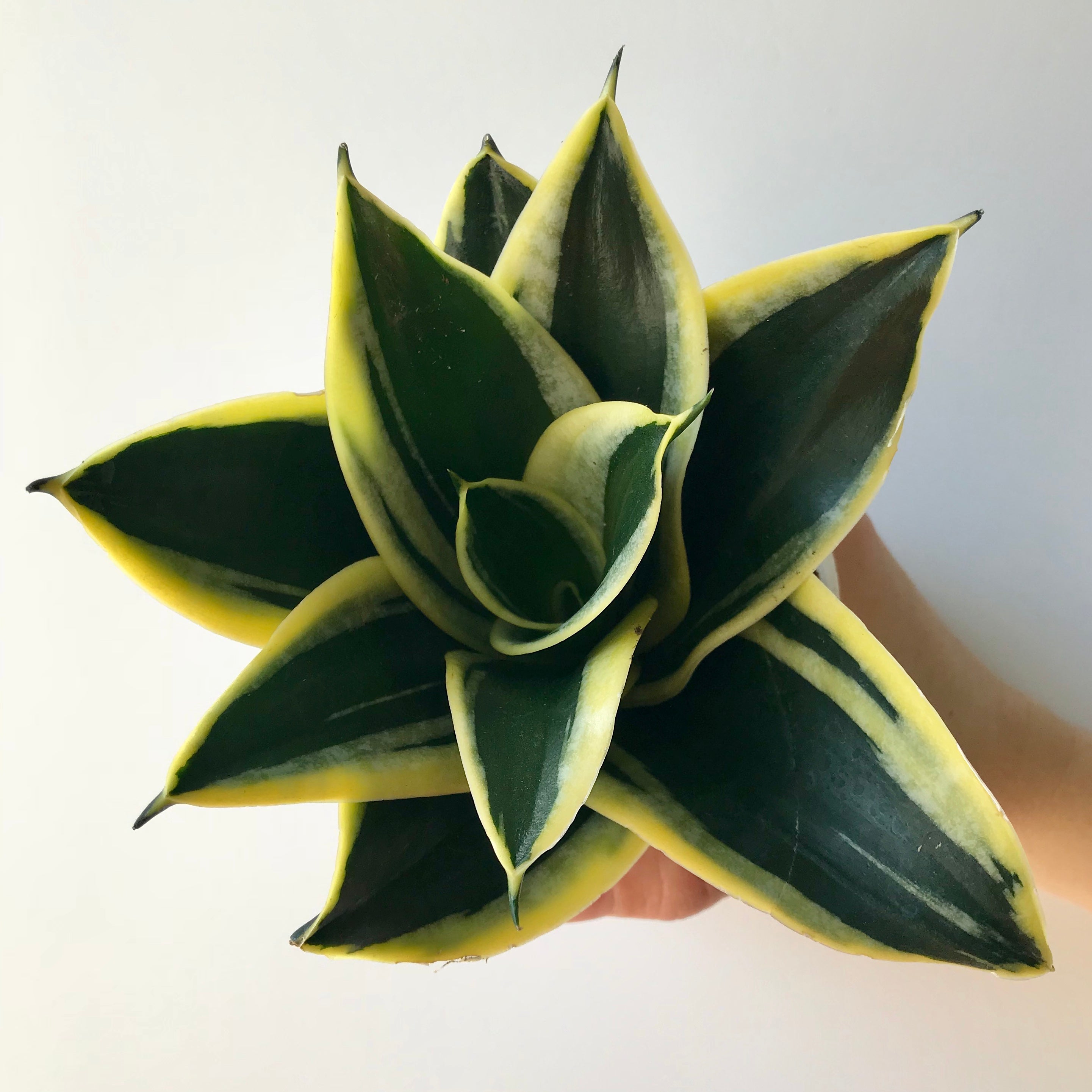 snake plant star Black Star Snake Plant