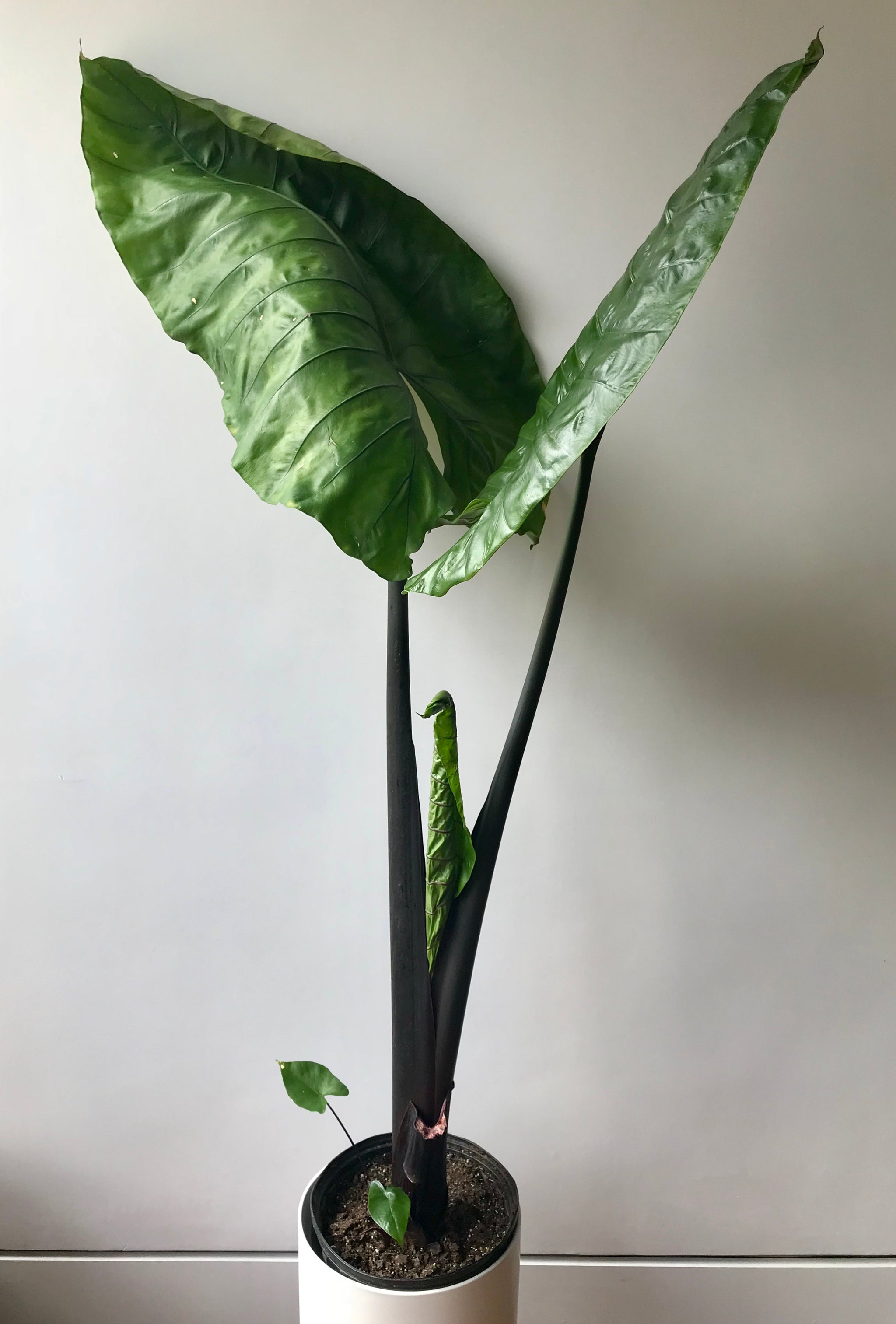 Alocasia macrorrhiza