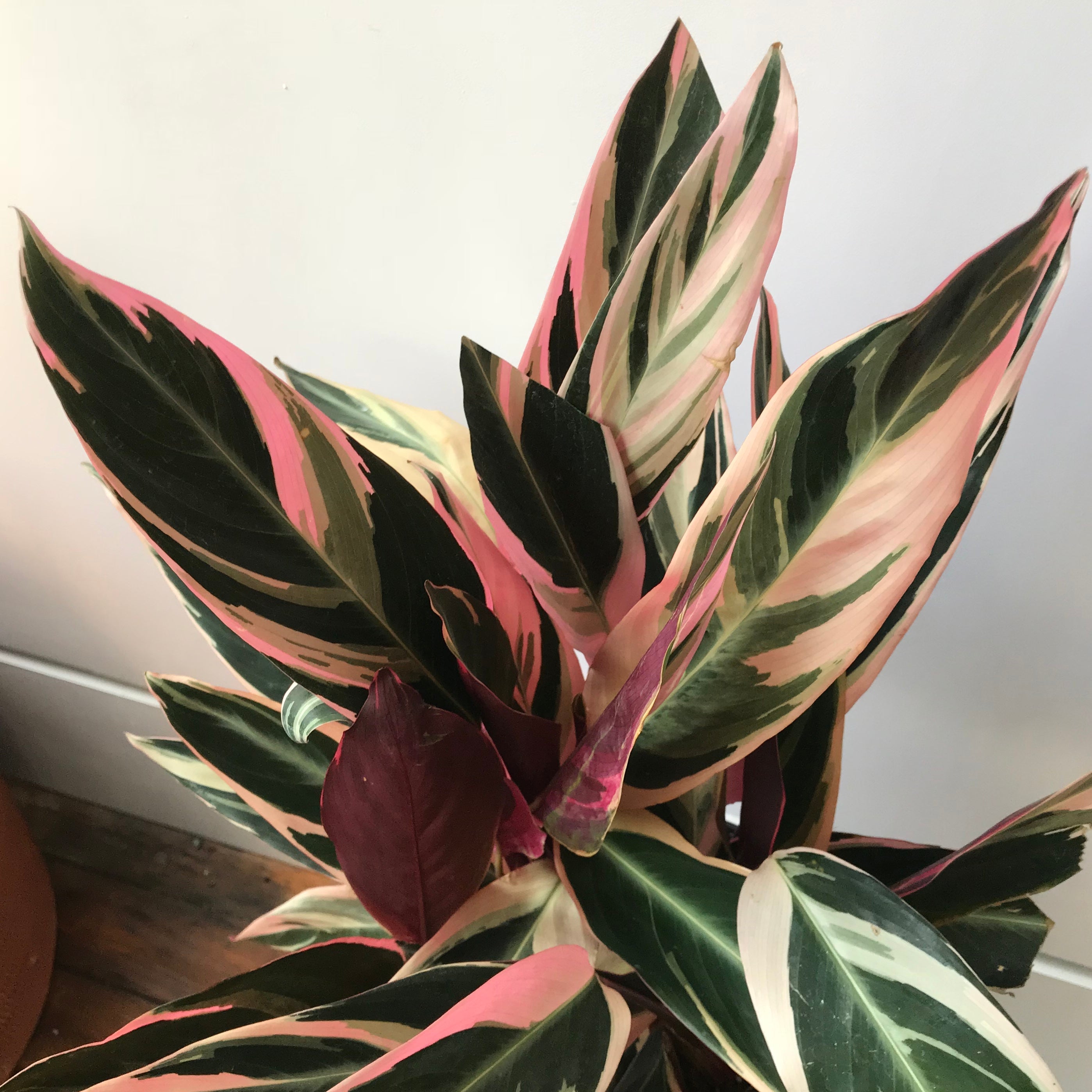 prayer plant triostar Stromanthe Triostar
