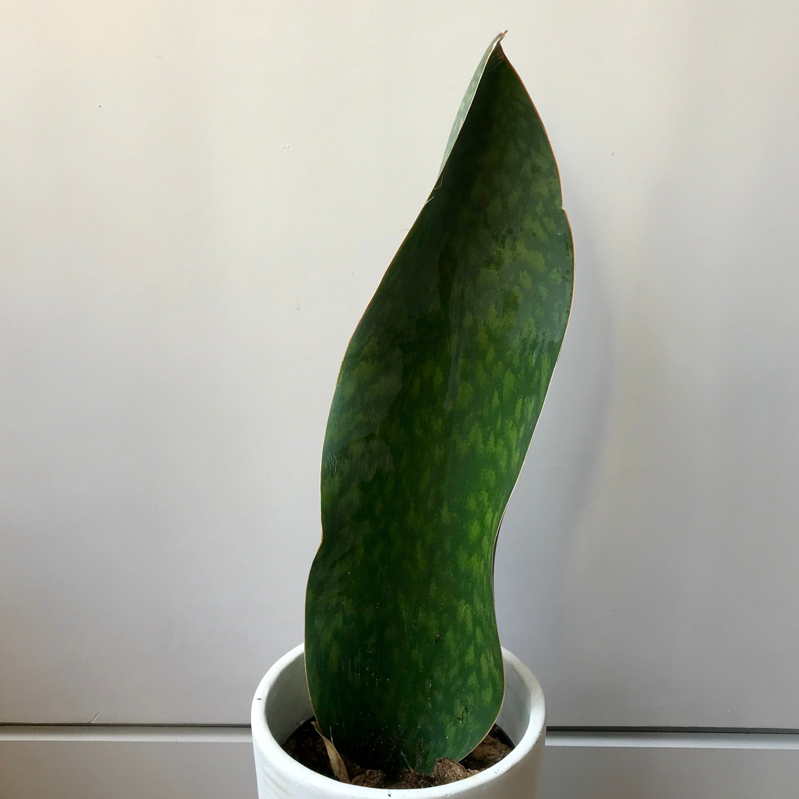 whale fin dracaena Whale Fin Snake Plant