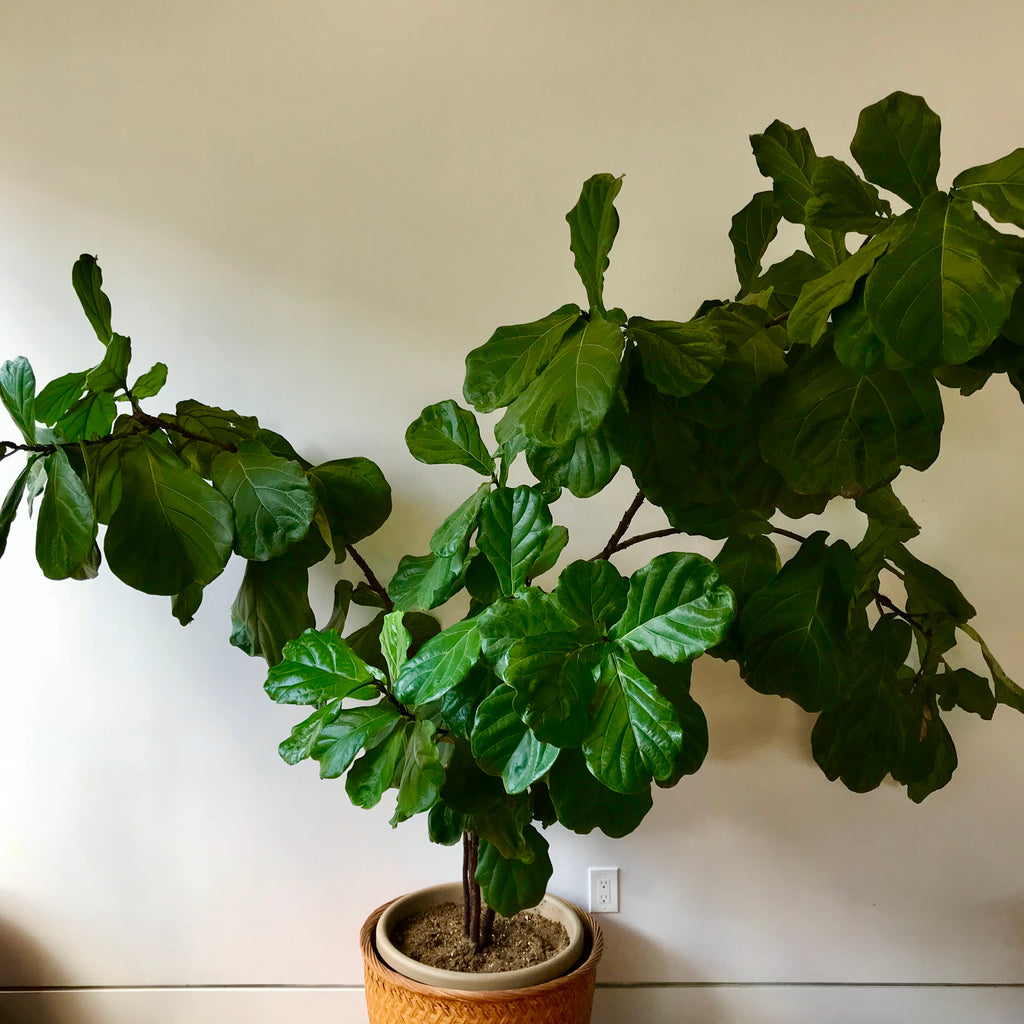 Fiddle Leaf Fig Tree - Ficus Lyrata
