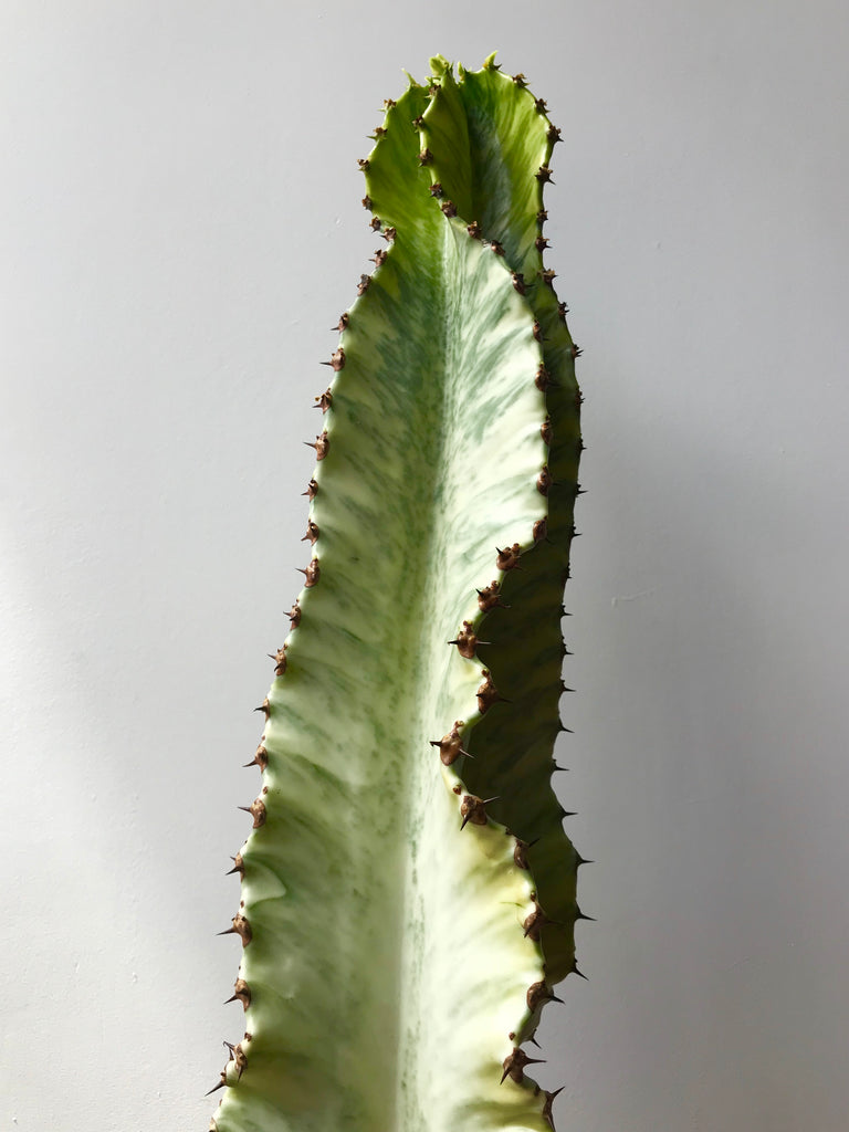 Euphorbia Ammak Variegata