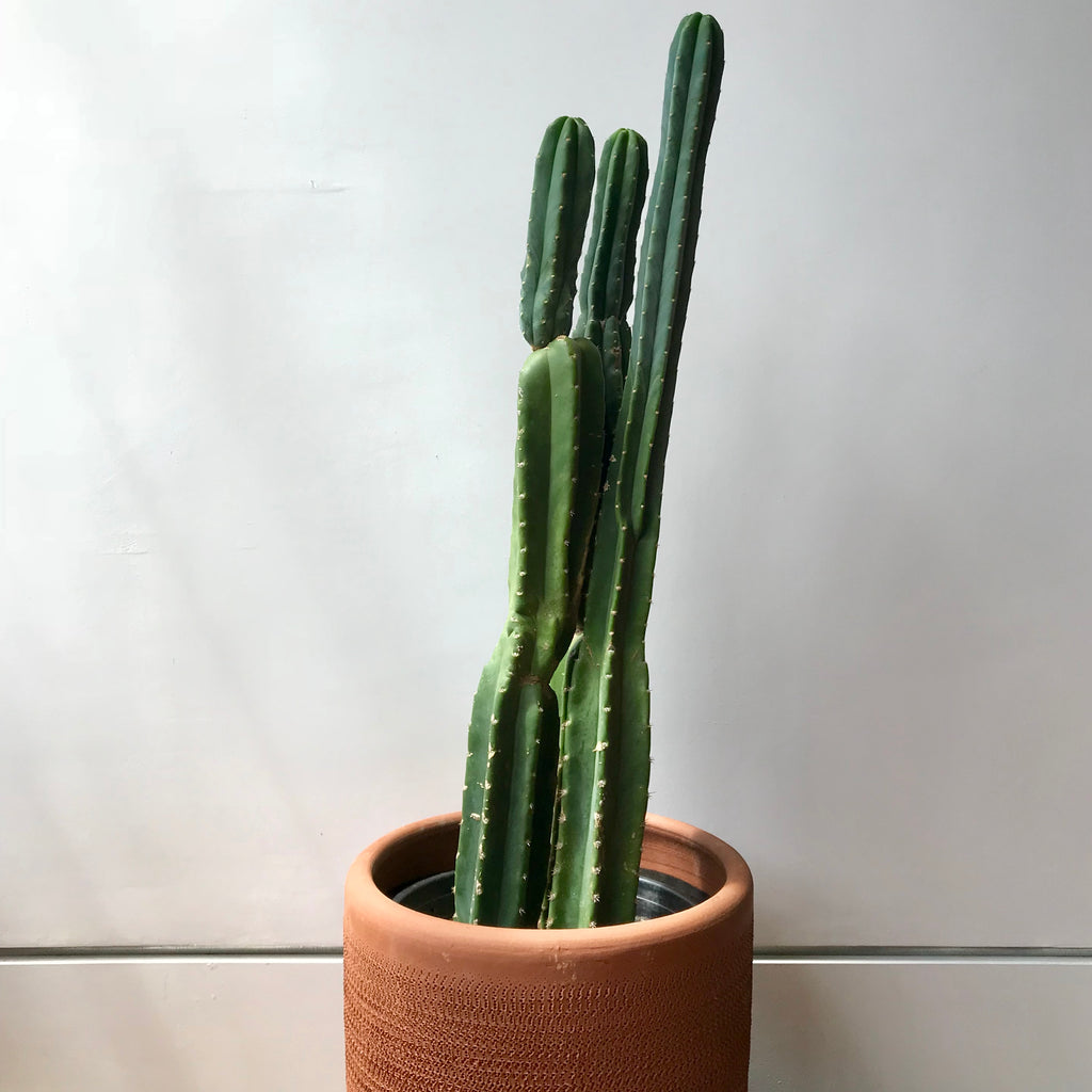 San Pedro Cactus - Echinopsis pachanoi