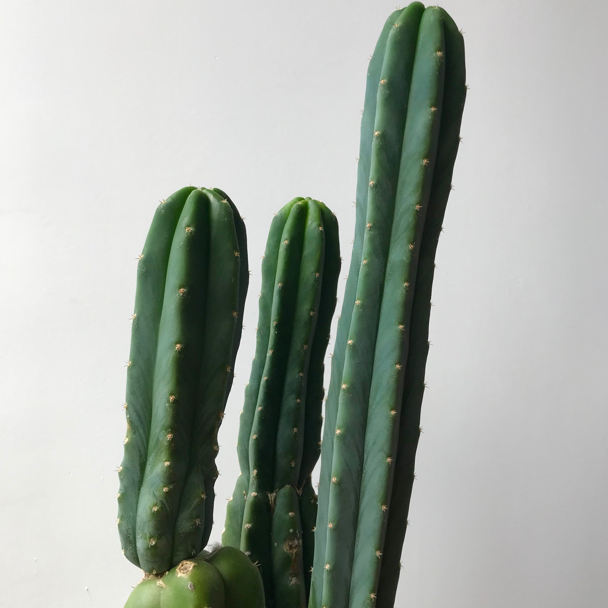 san pedro cactus latin name San Pedro Cactus