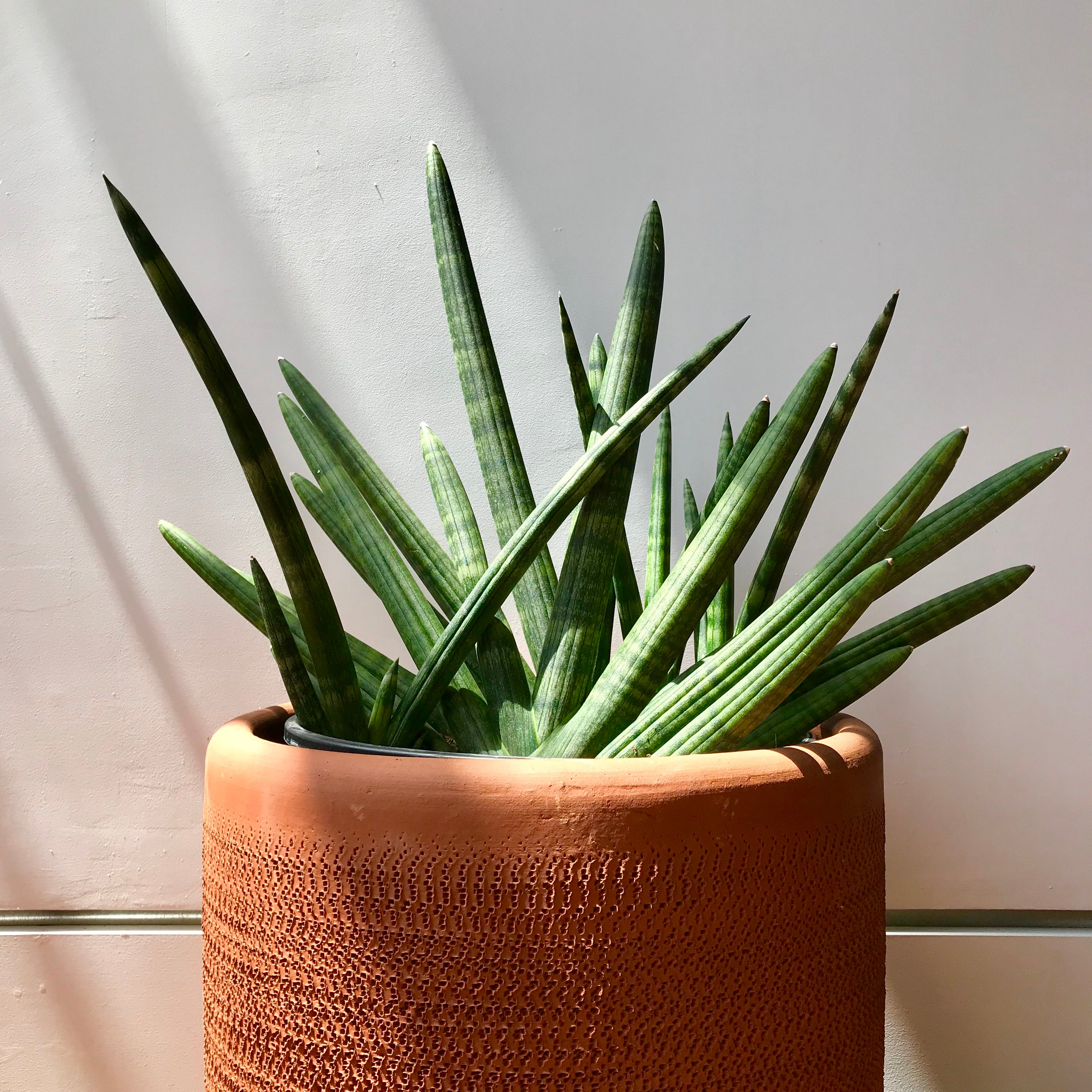 boncel snake plant Cylindrica Snake Plant