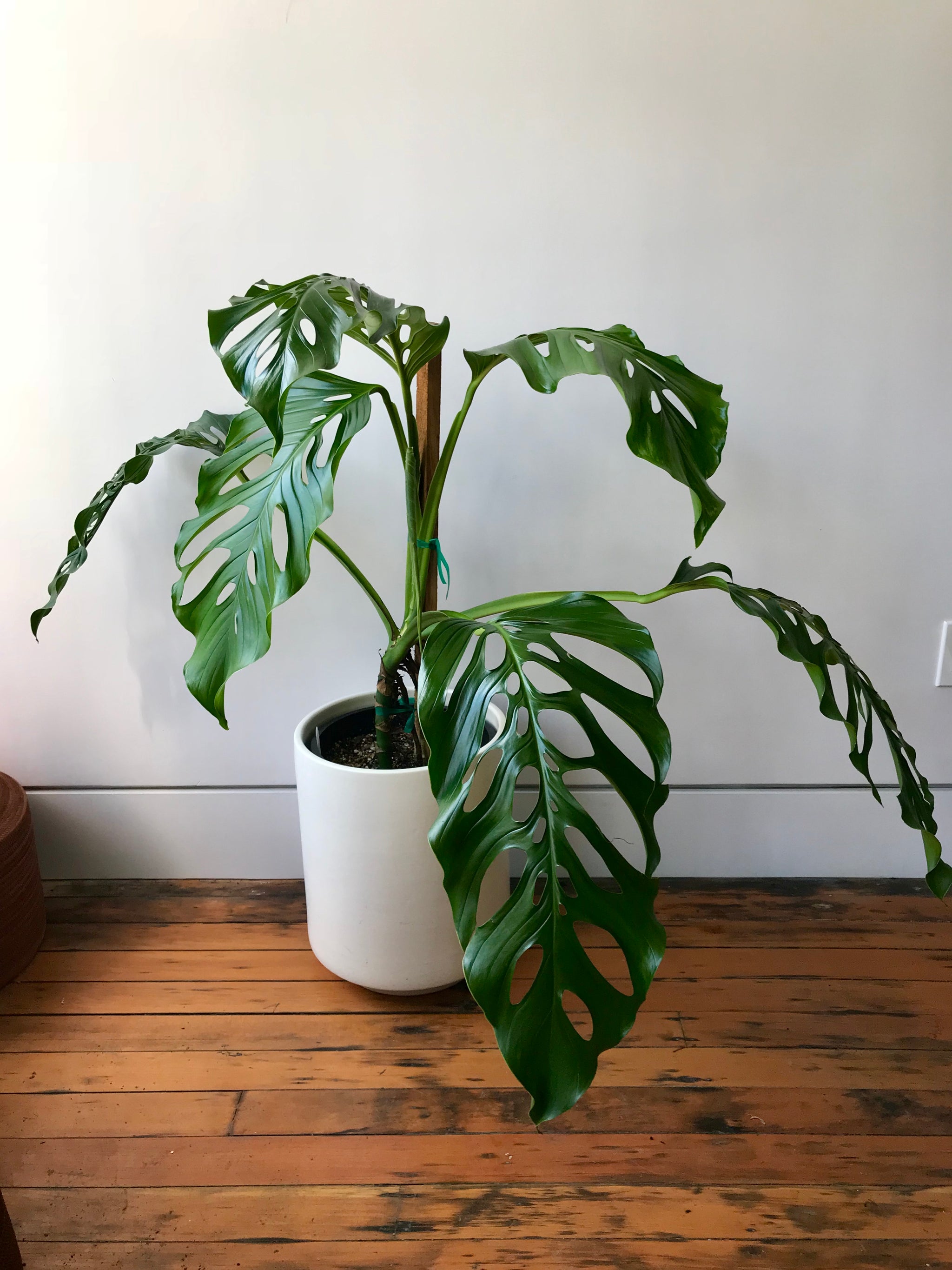 monstera adansonii giant Monstera Acacoyaguensis