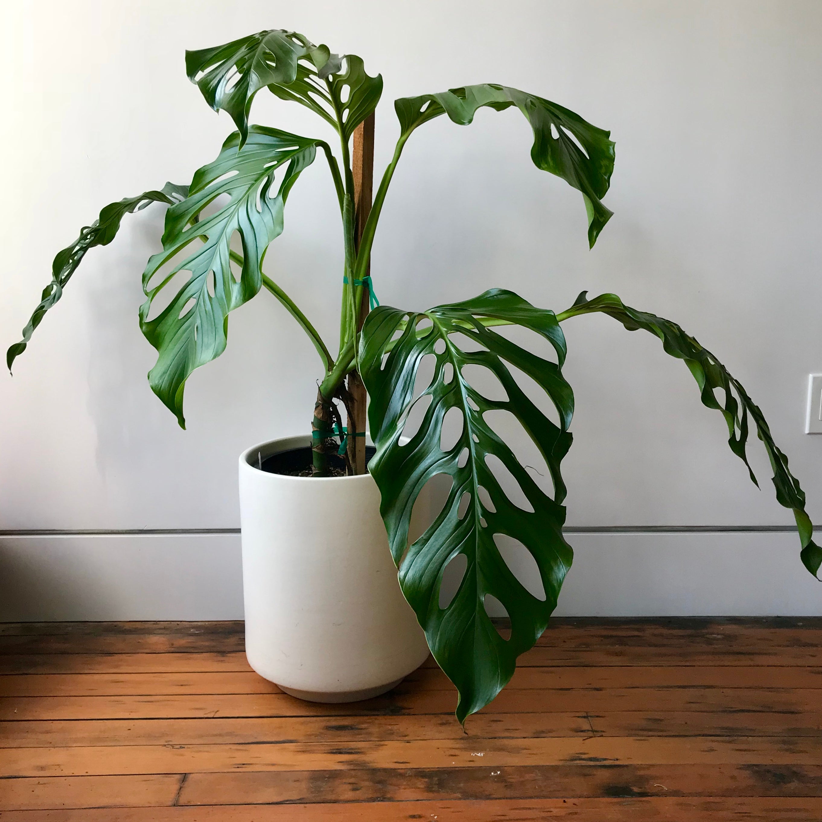 monstera acacoyaguensis vs adansonii Monstera Acacoyaguensis