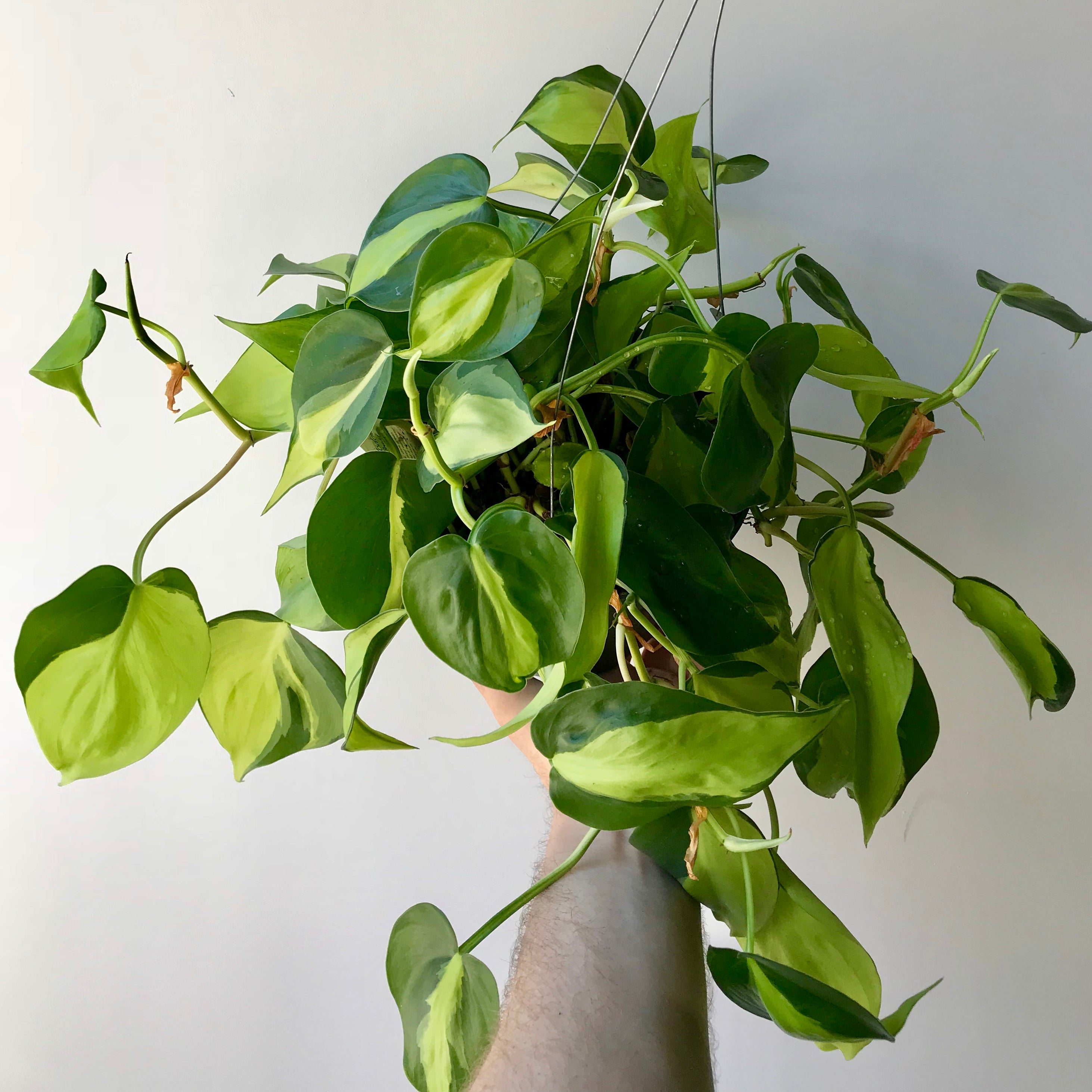 philodendron corcovado Philodendron Rio