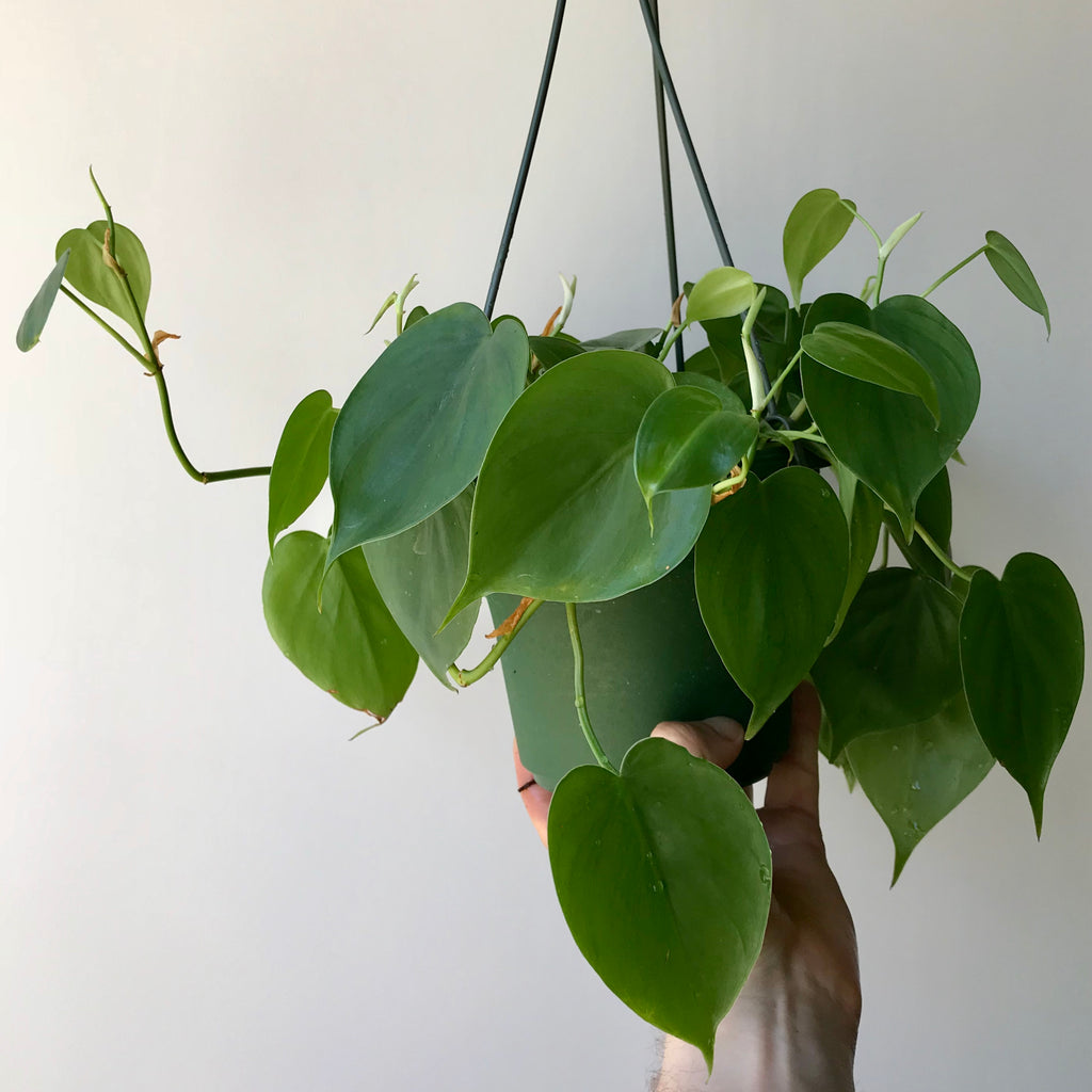 Heartleaf Philodendron - Hederaceum