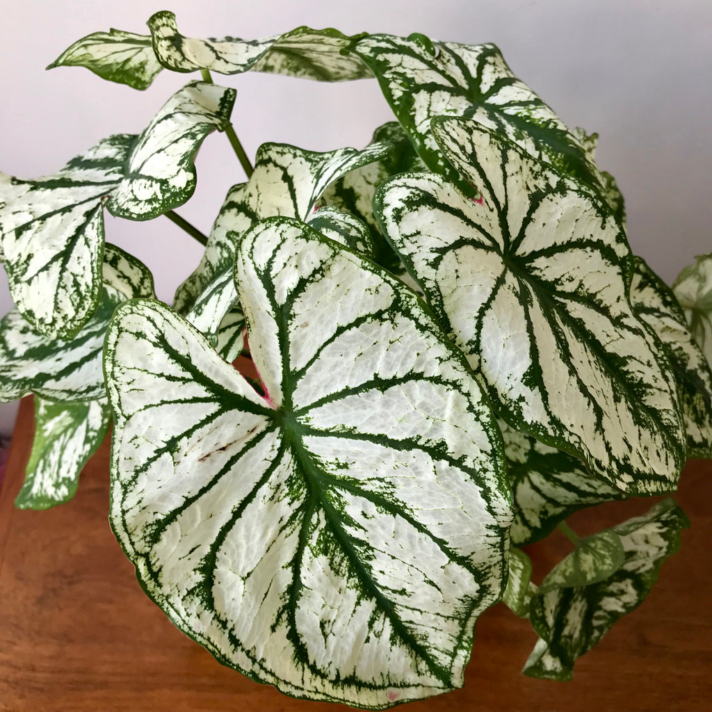 Caladium White Christmas - Tricolor Caladium