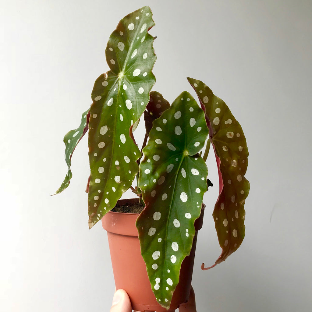 dracaena pethera Dracaena pethera