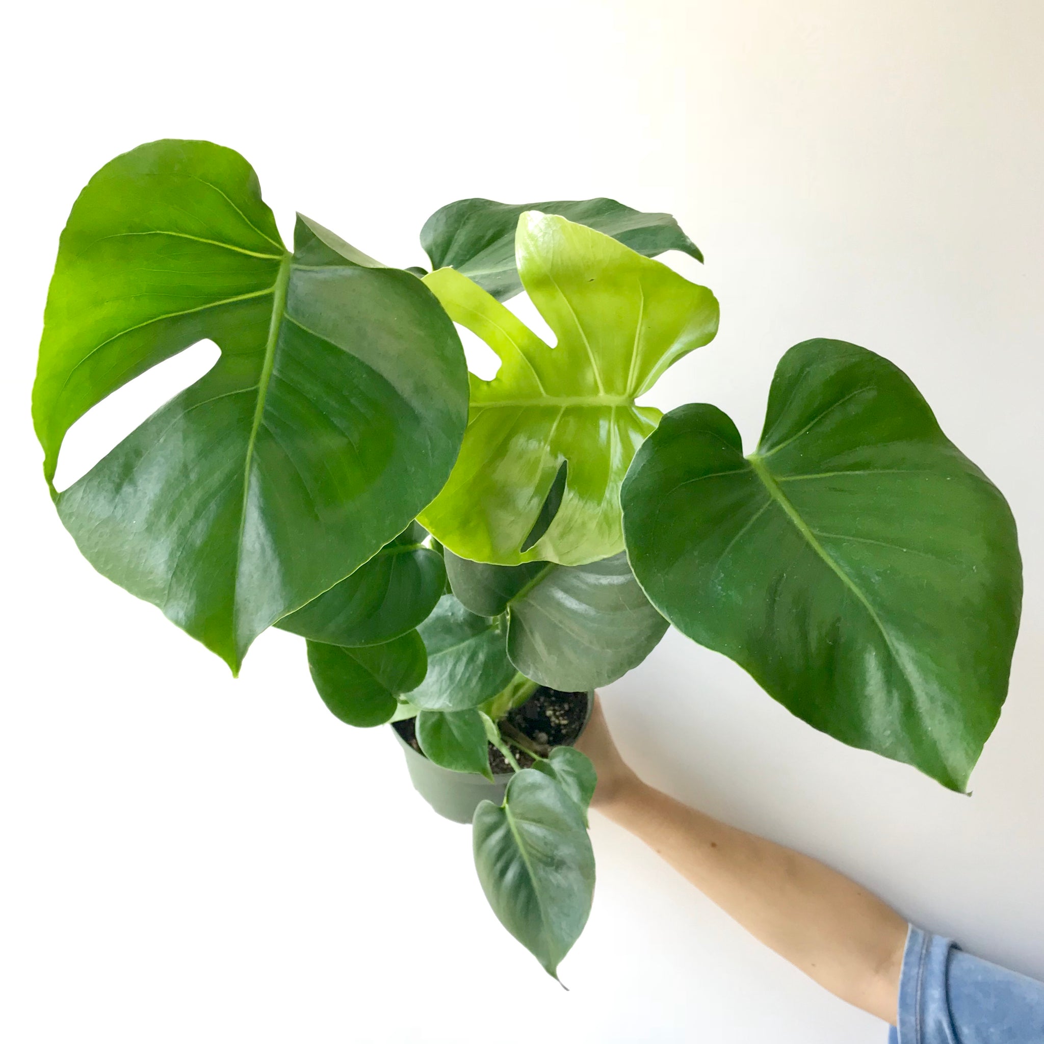 Monstera Deliciosa