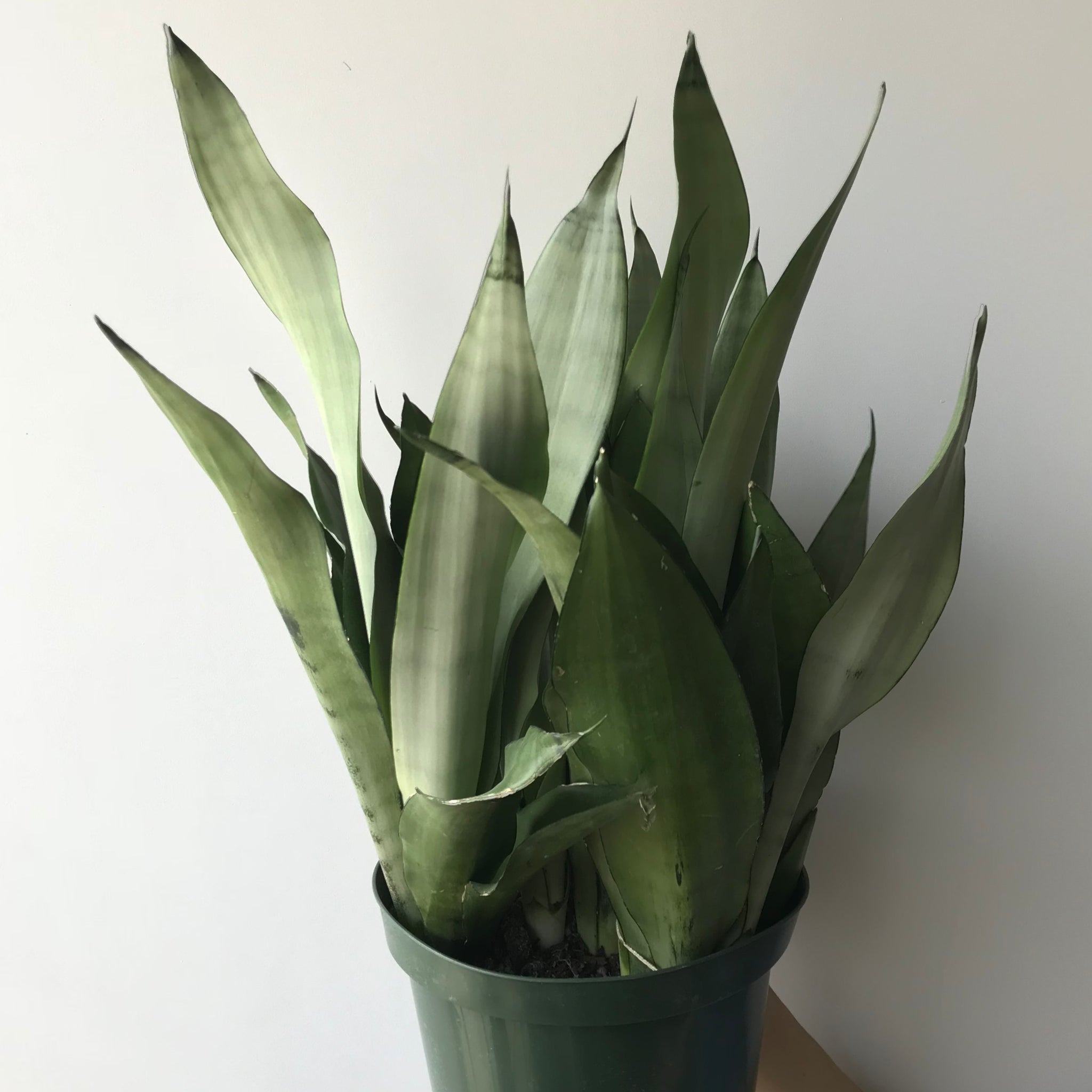 moonshine snake plant light Moonshine Snake Plant