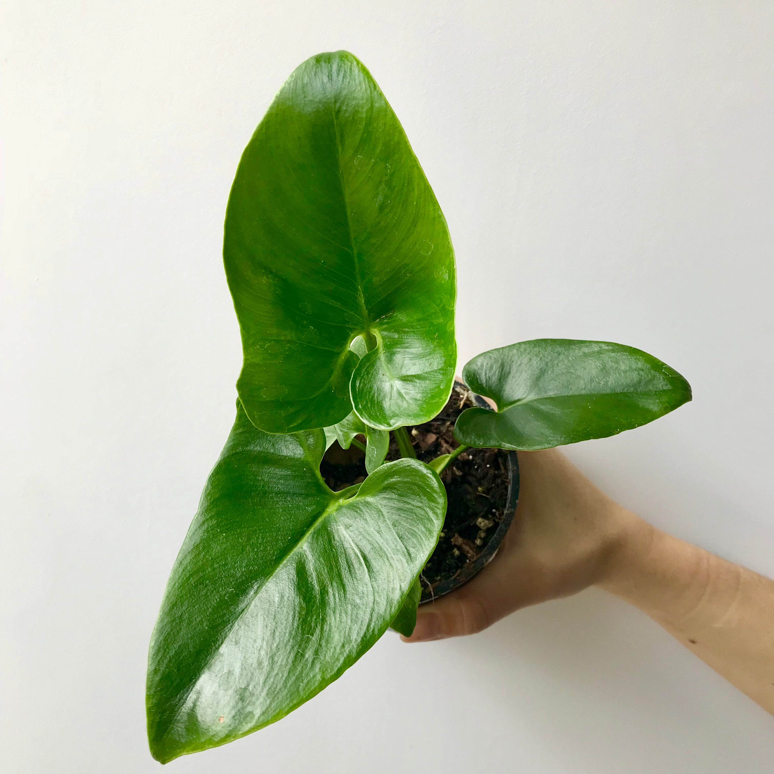 philodendron fun bun care Philodendron Fun Bun or Goeldii