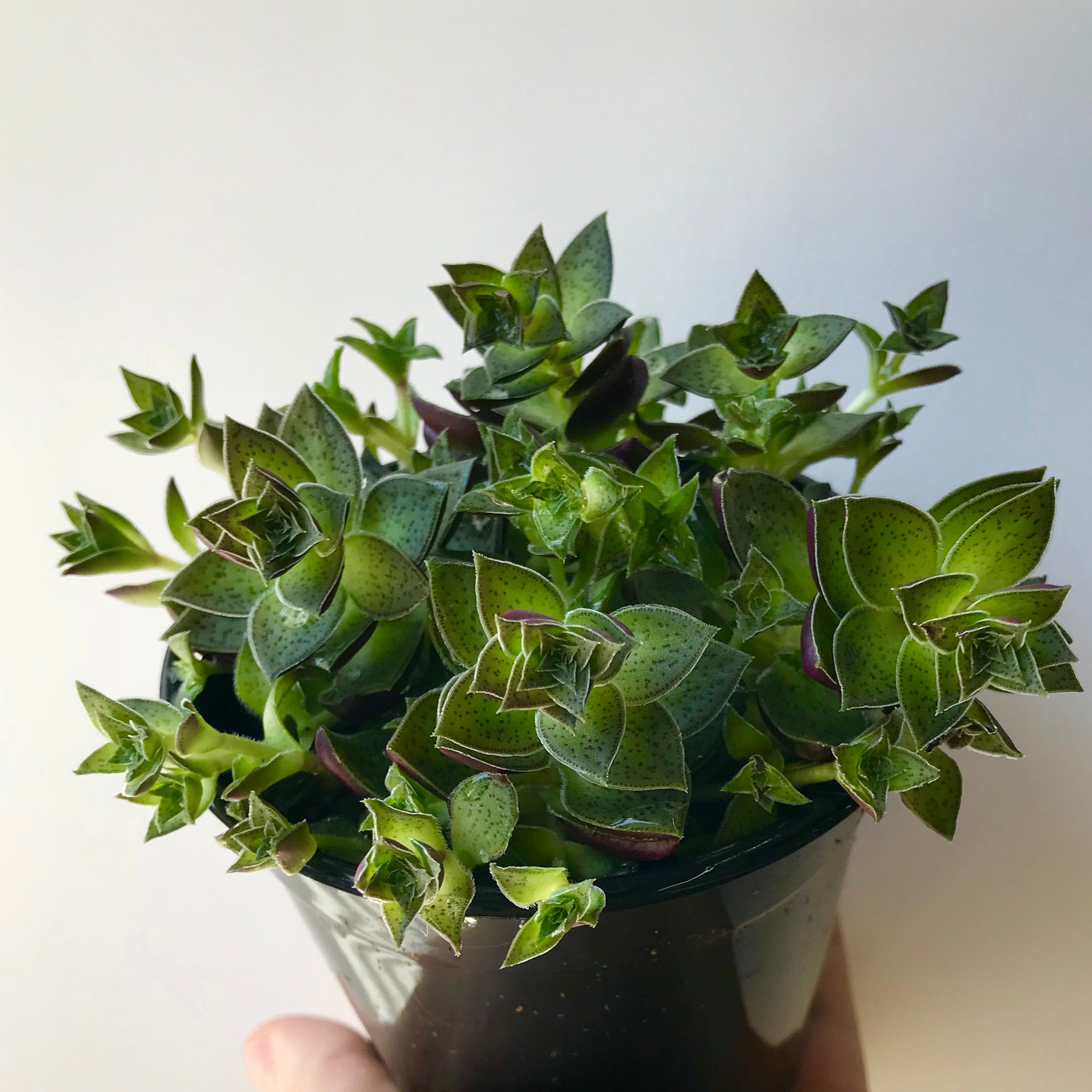 green pagoda succulent Crassula 'Green Pagoda' – Local Branch
