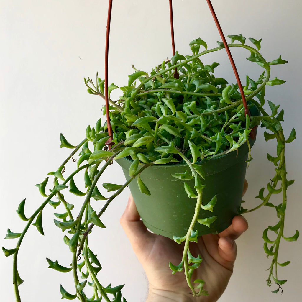 String of Dolphins