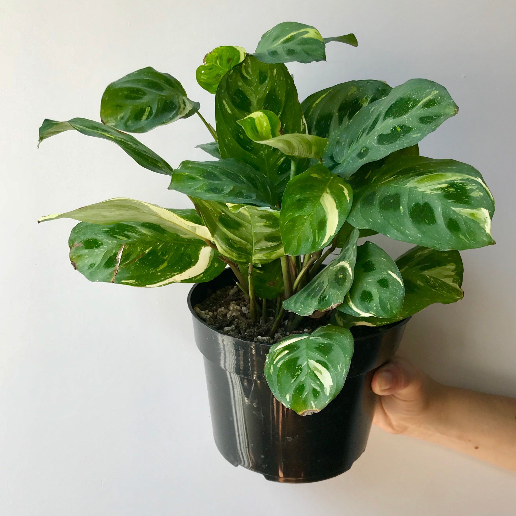 Variegated Green Maranta