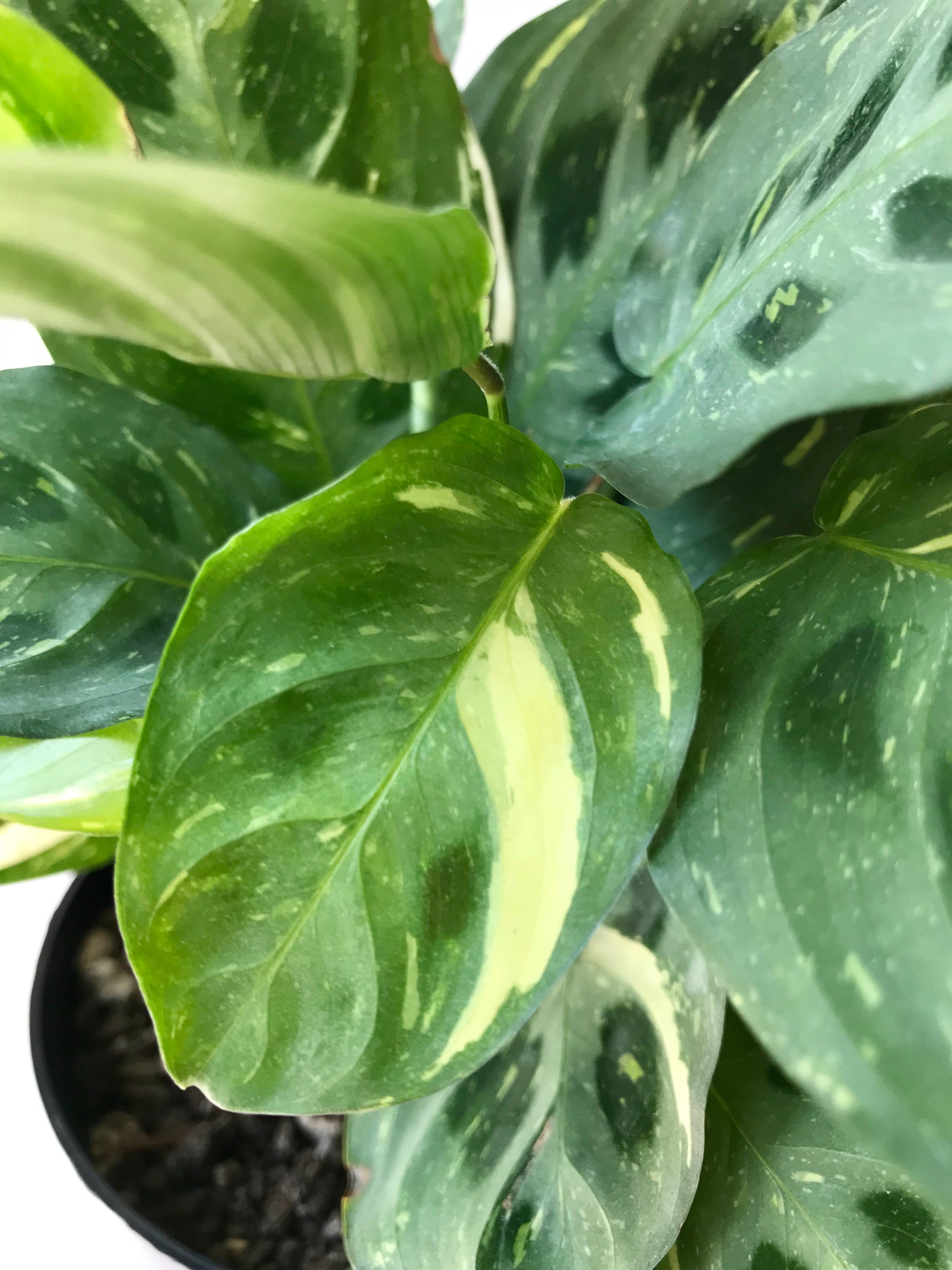 variegated maranta prayer plant Variegated Green Maranta