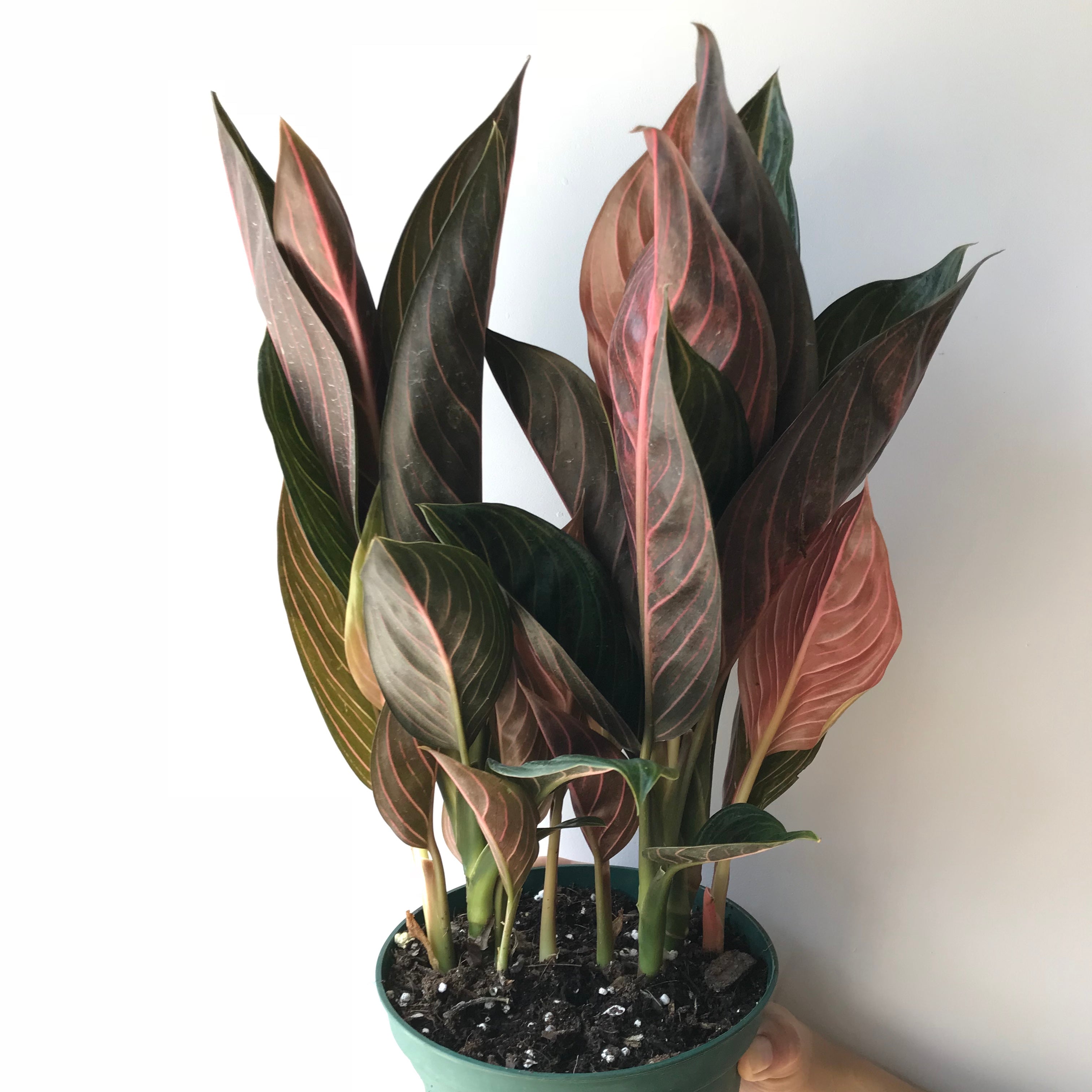 aglaonema rotundum chocolate Chinese Evergreen
