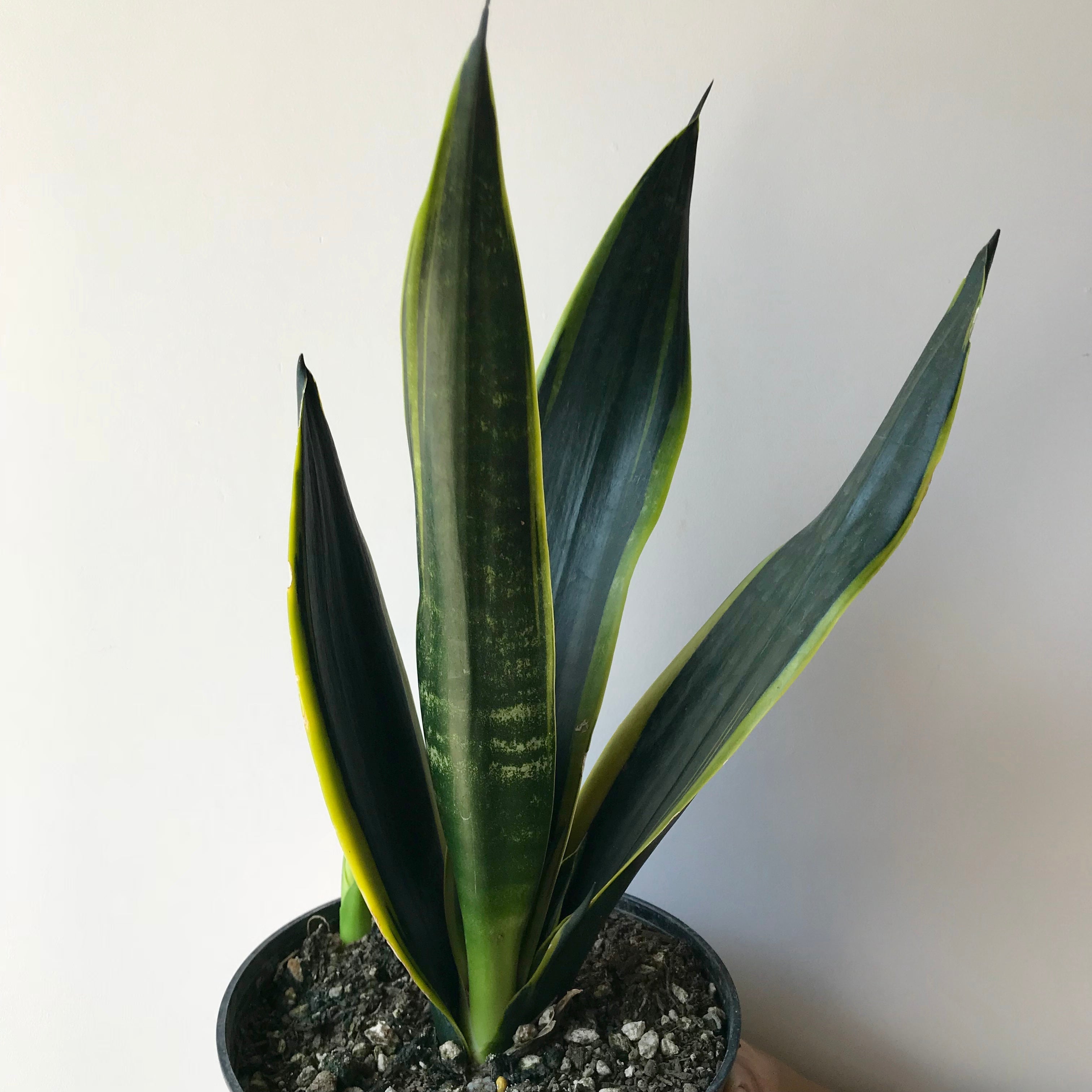 dracaena trifasciata sansevieria Trifasciata Black Jack Snake Plant
