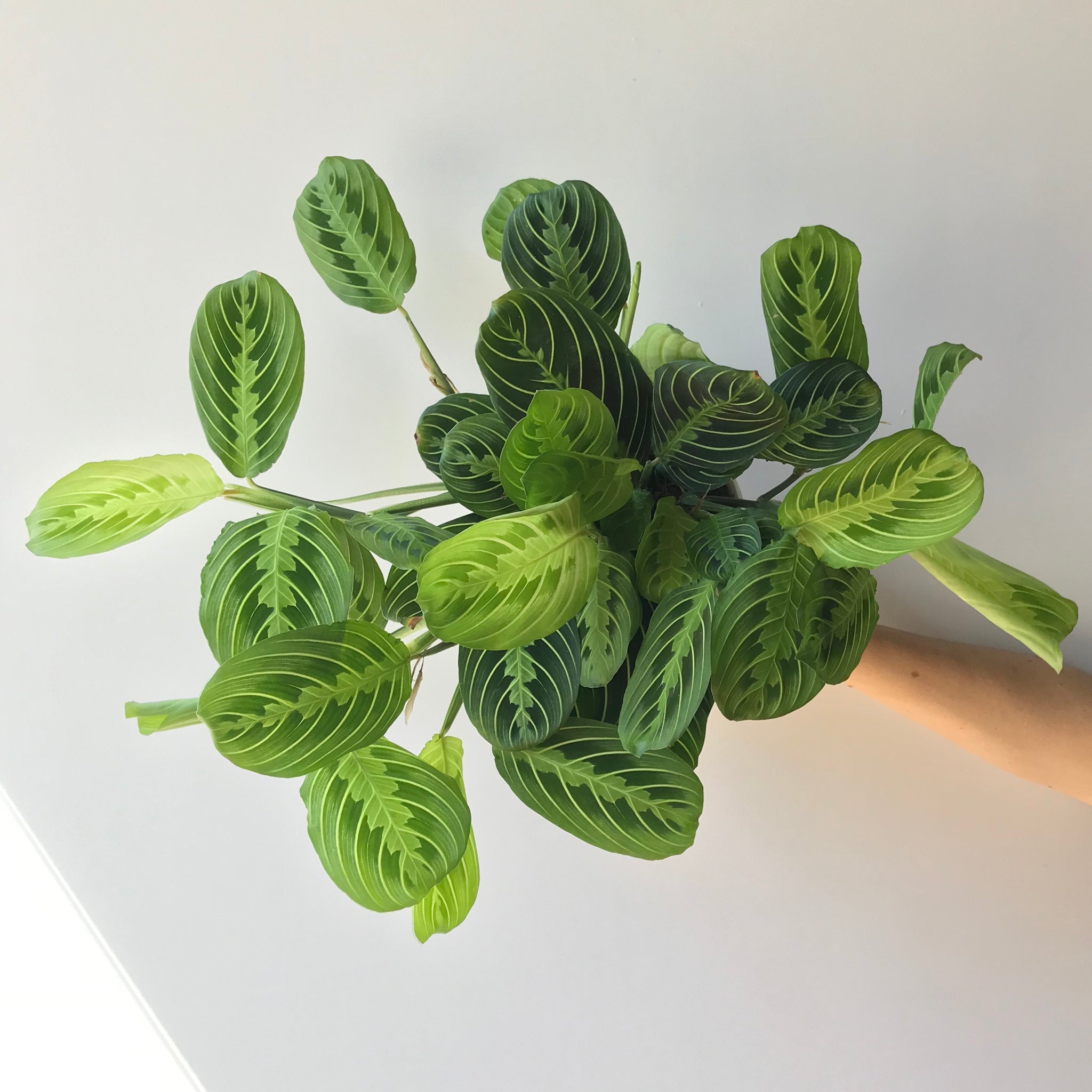 prayer plant lemon lime care Lemon Lime Maranta