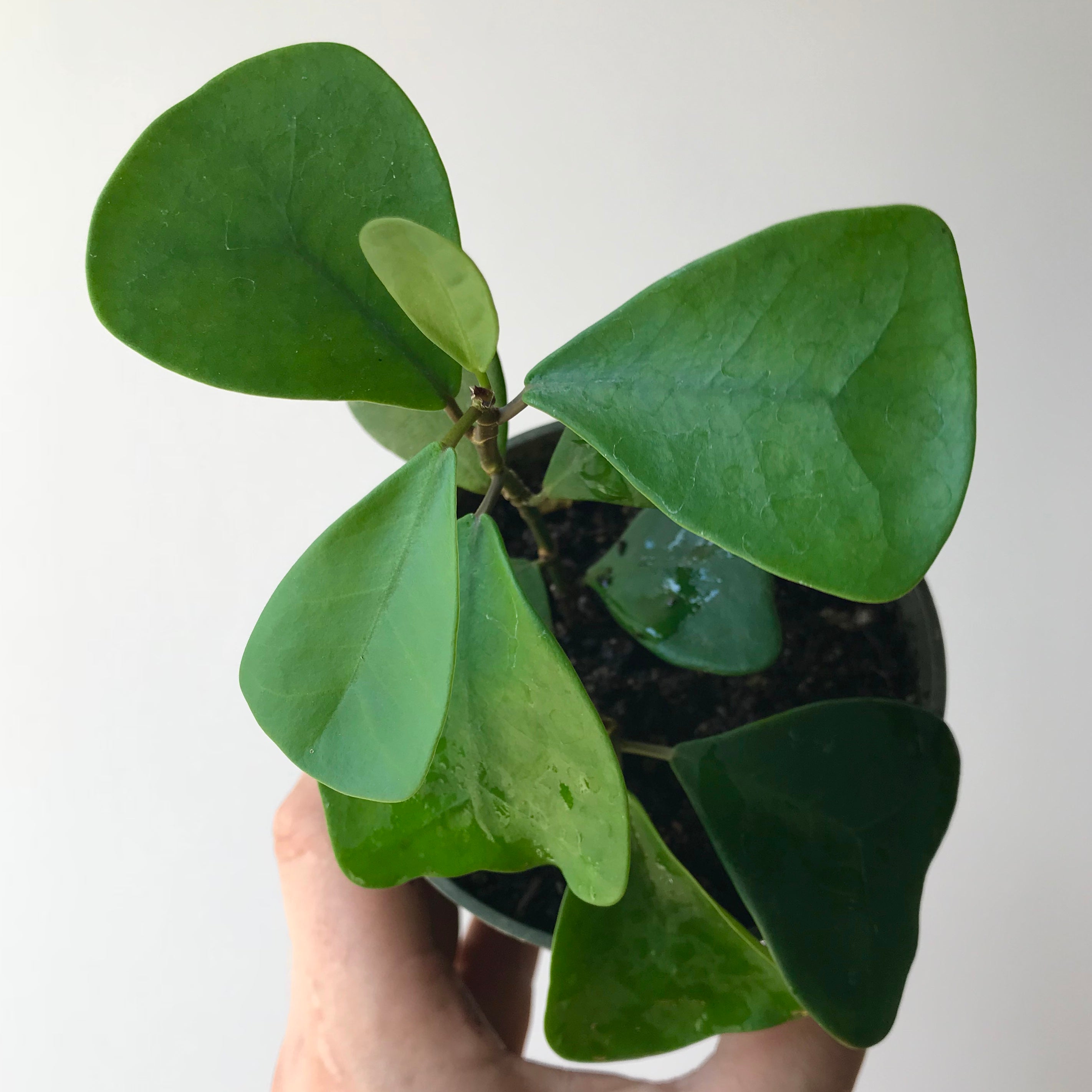 triangle leaf succulent Ficus Triangularis