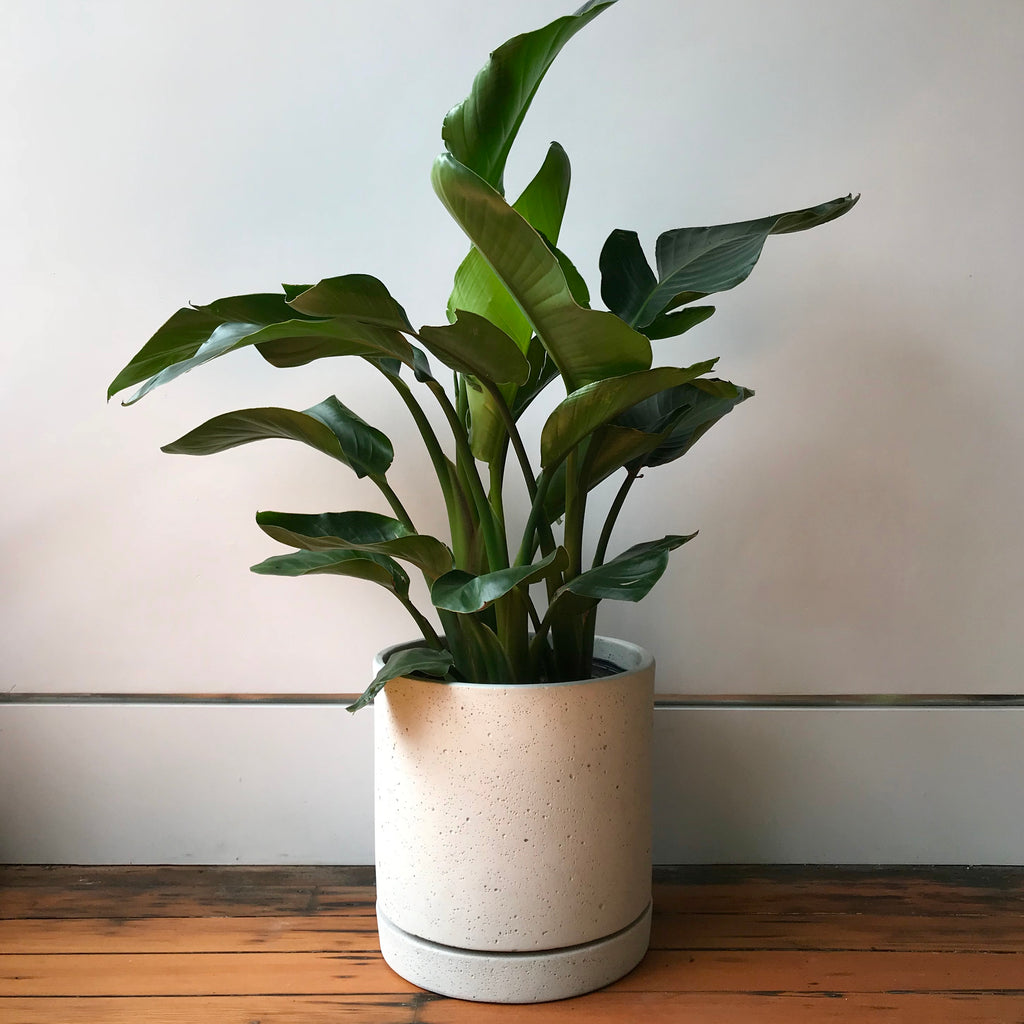 Cement Cylinder Planter with Tray